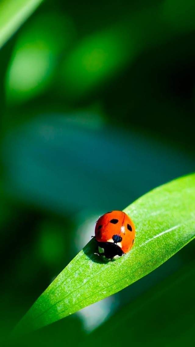 昆虫图片