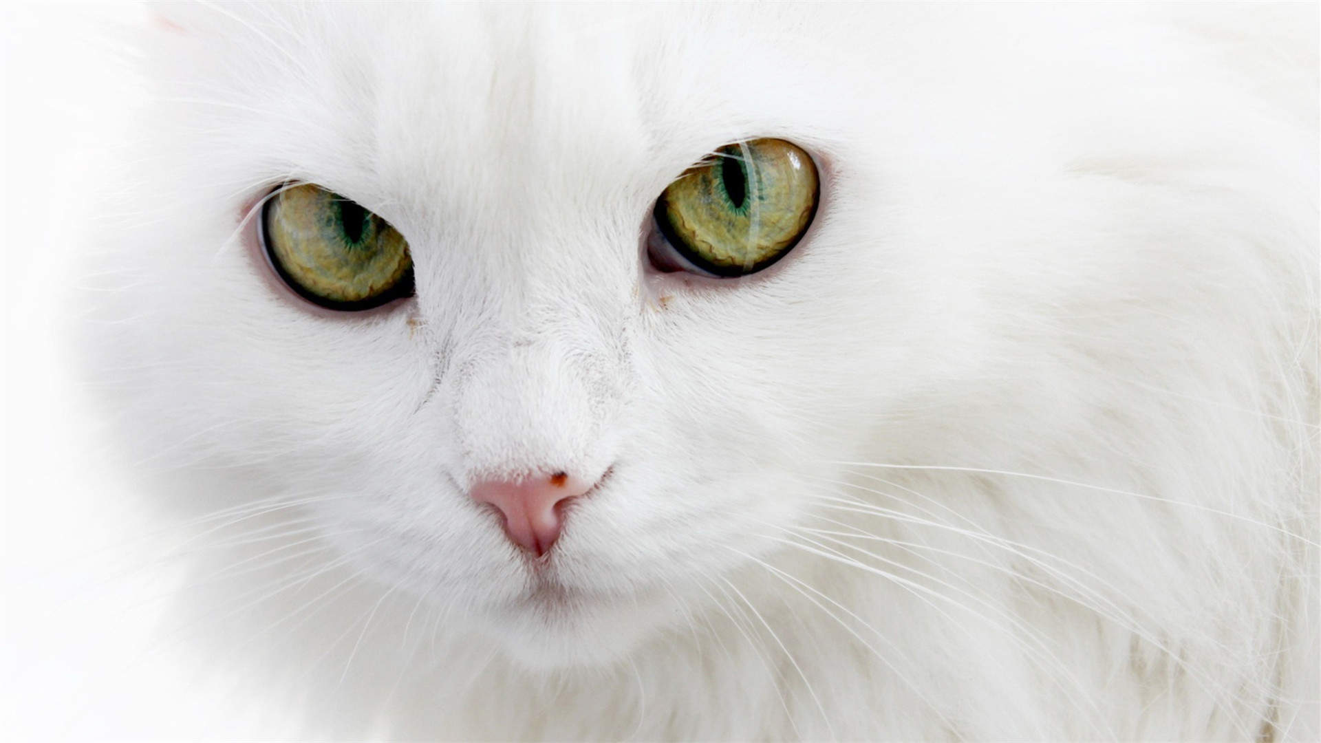 可爱宠物小猫咪呆萌抓拍特写桌面壁纸下载图片