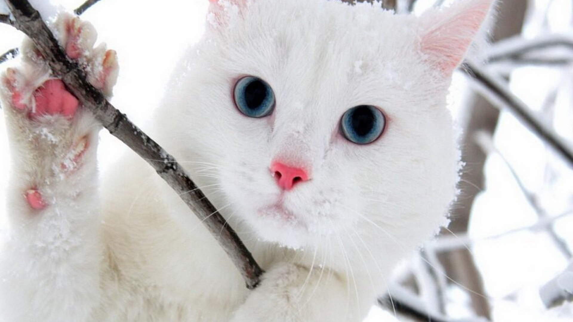 2014年10月日历可爱的小猫咪高清电脑桌面壁纸图片