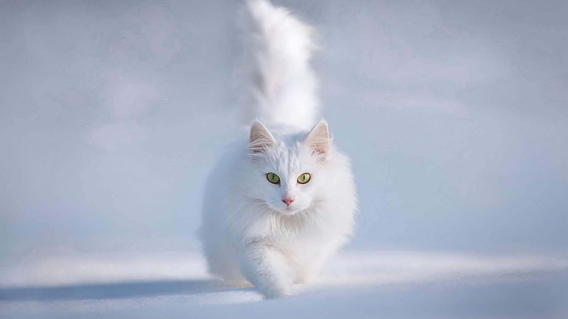 可爱的白毛猫咪图片大全桌面壁纸第二辑图片