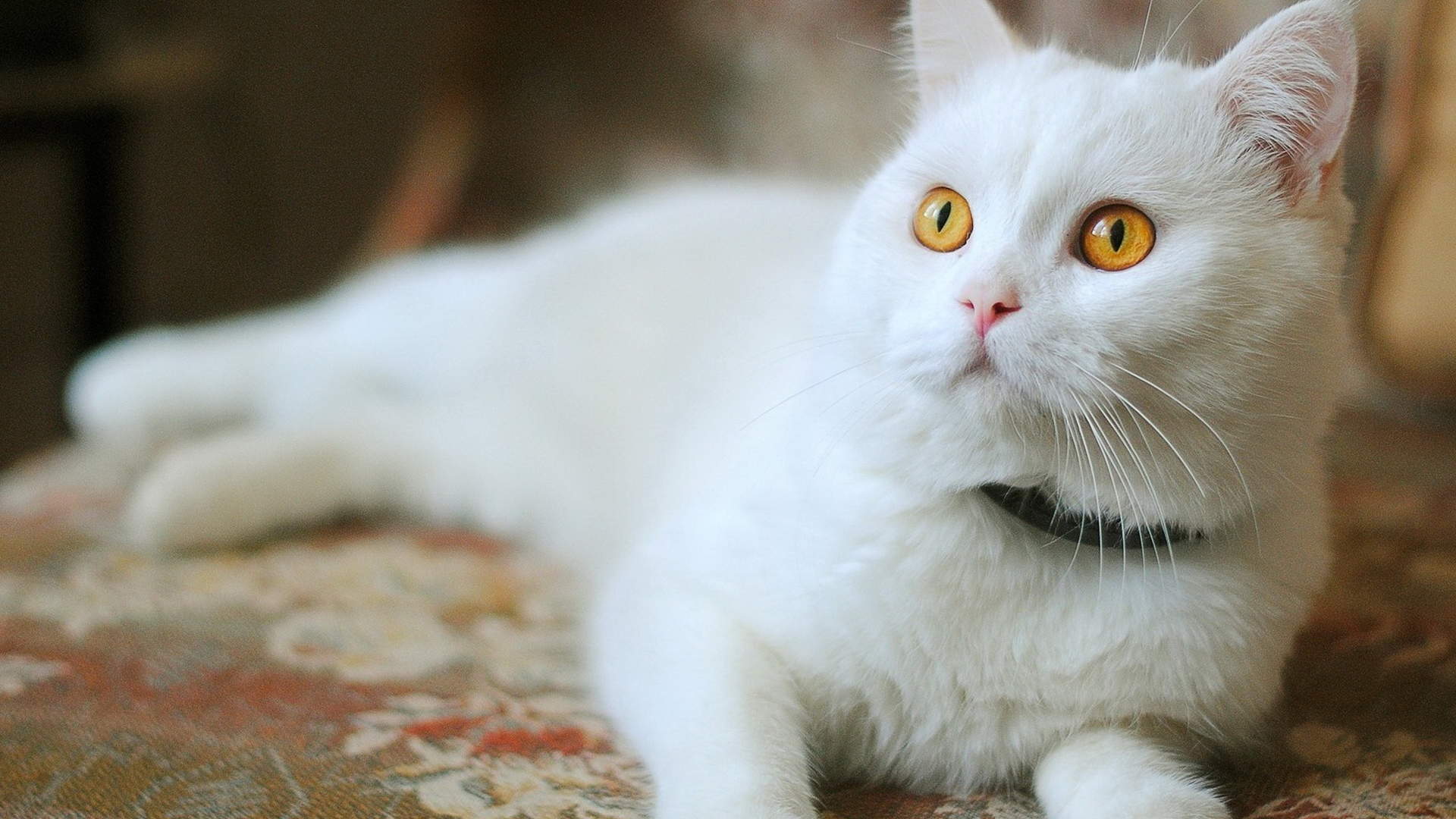 可爱的白毛猫咪图片大全桌面壁纸第二辑图片