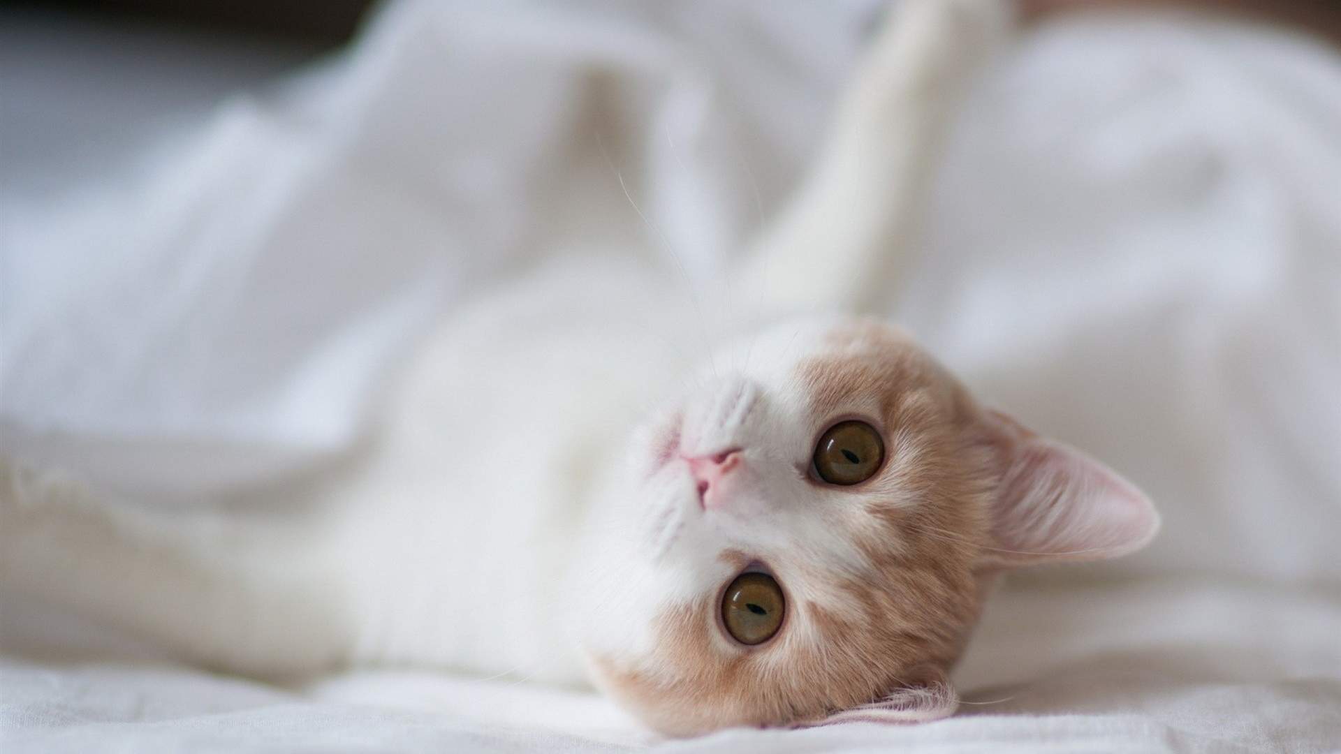 卖萌可爱猫咪高清图片大全宽屏电脑桌面壁纸下载第一辑图片