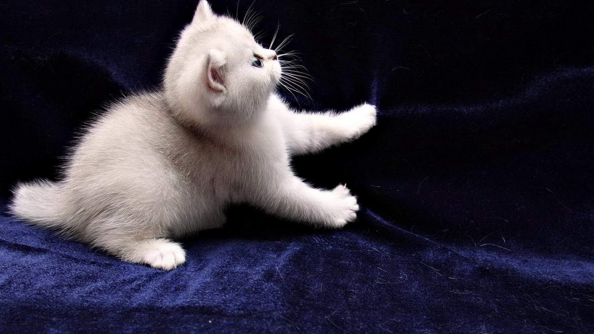 高清小萌猫可爱乖巧猫咪图片合集电脑桌面壁纸下载第二辑图片