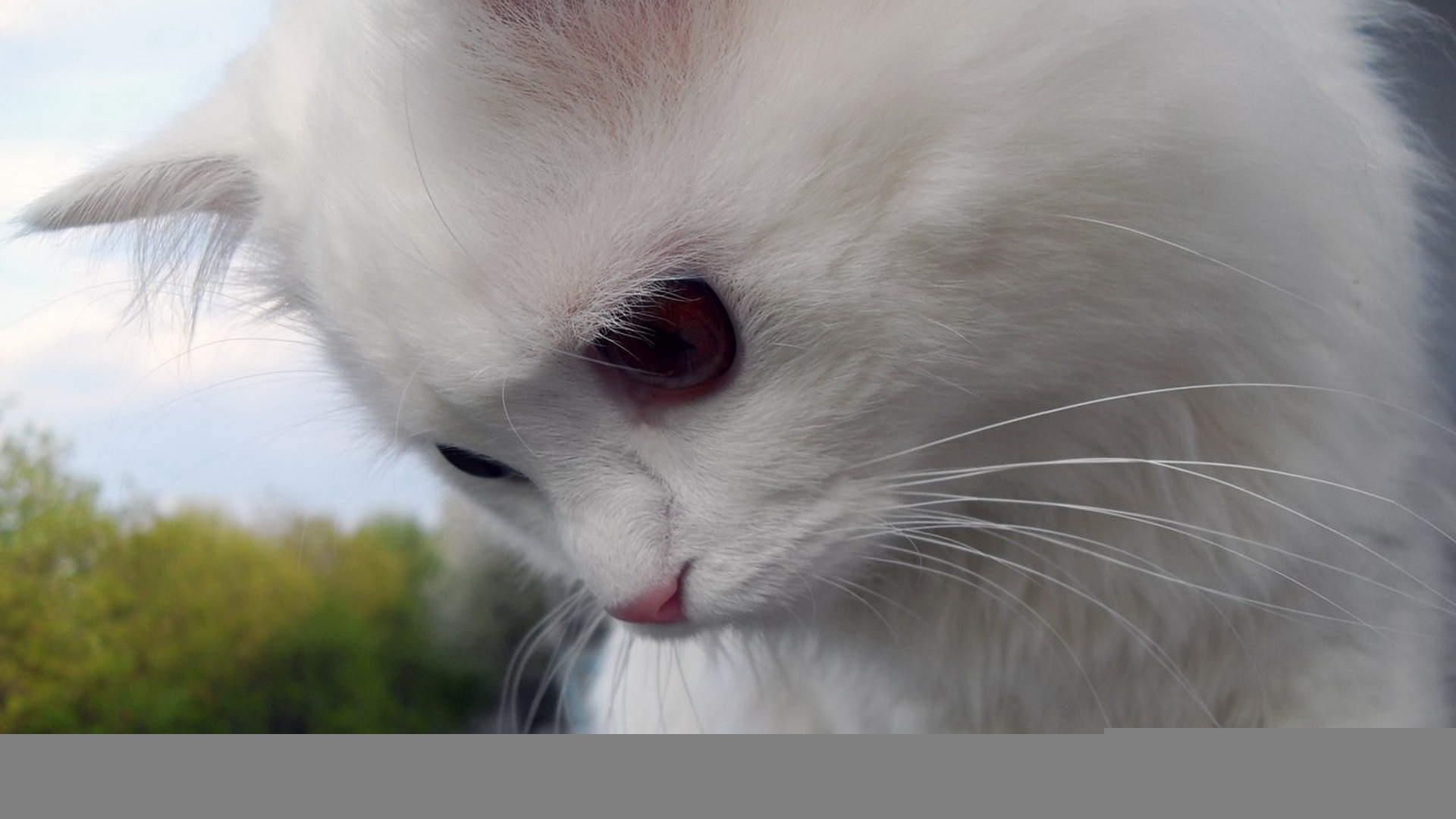 可爱的白色猫咪经典高清桌面壁纸第二辑图片