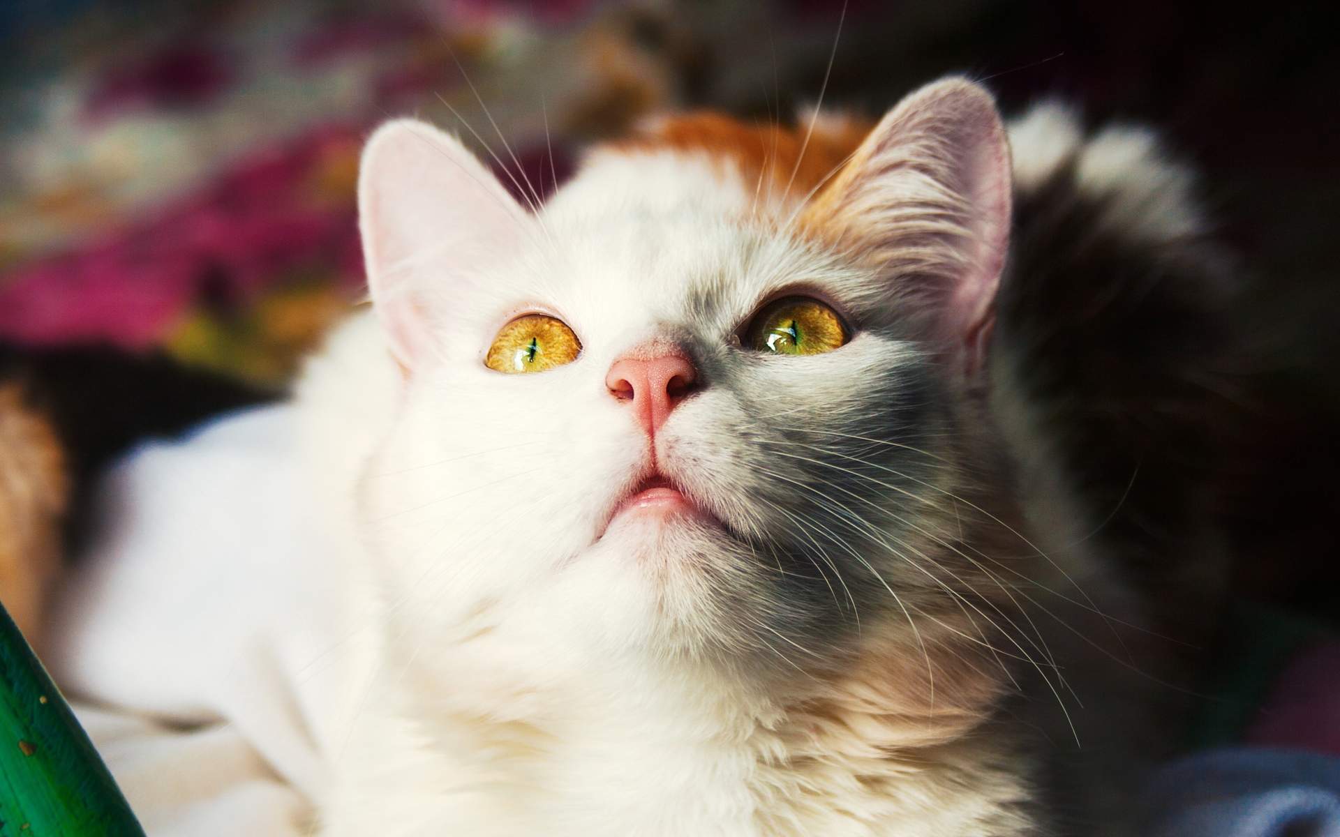 可爱的白毛猫咪图片大全桌面壁纸第二辑图片