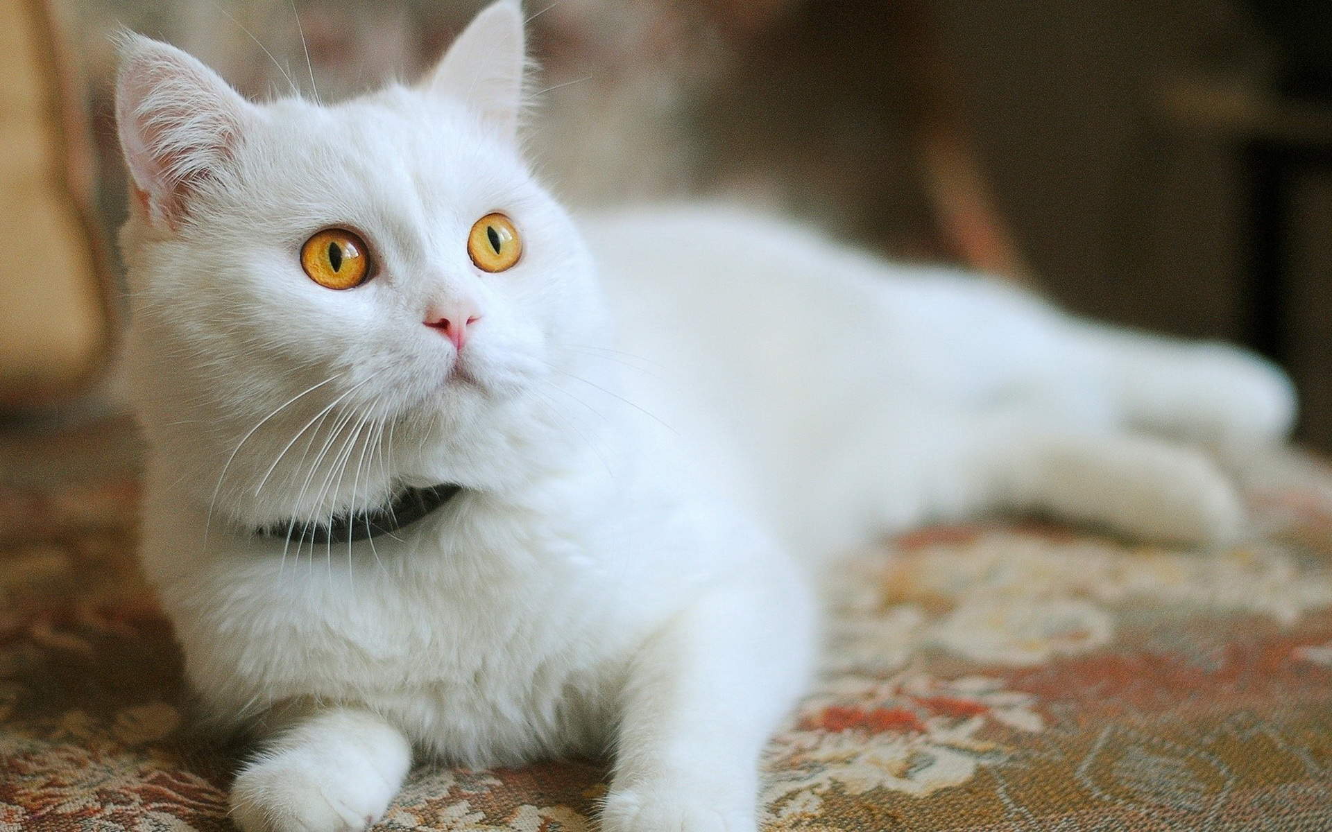 可爱宠物小猫咪呆萌抓拍特写桌面壁纸下载图片