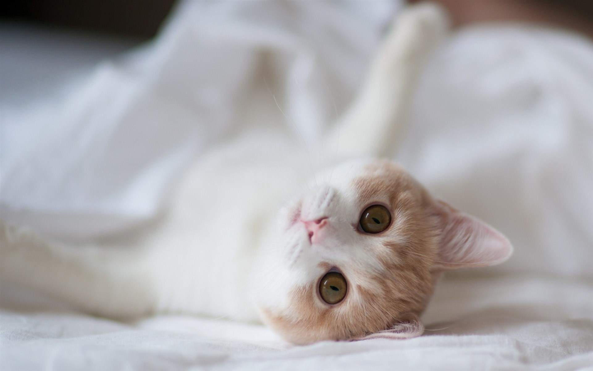 可爱的白色猫咪经典高清桌面壁纸第二辑图片