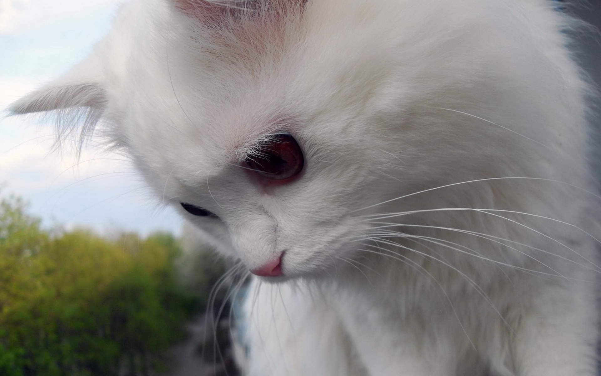 可爱宠物小猫咪呆萌抓拍特写桌面壁纸下载图片