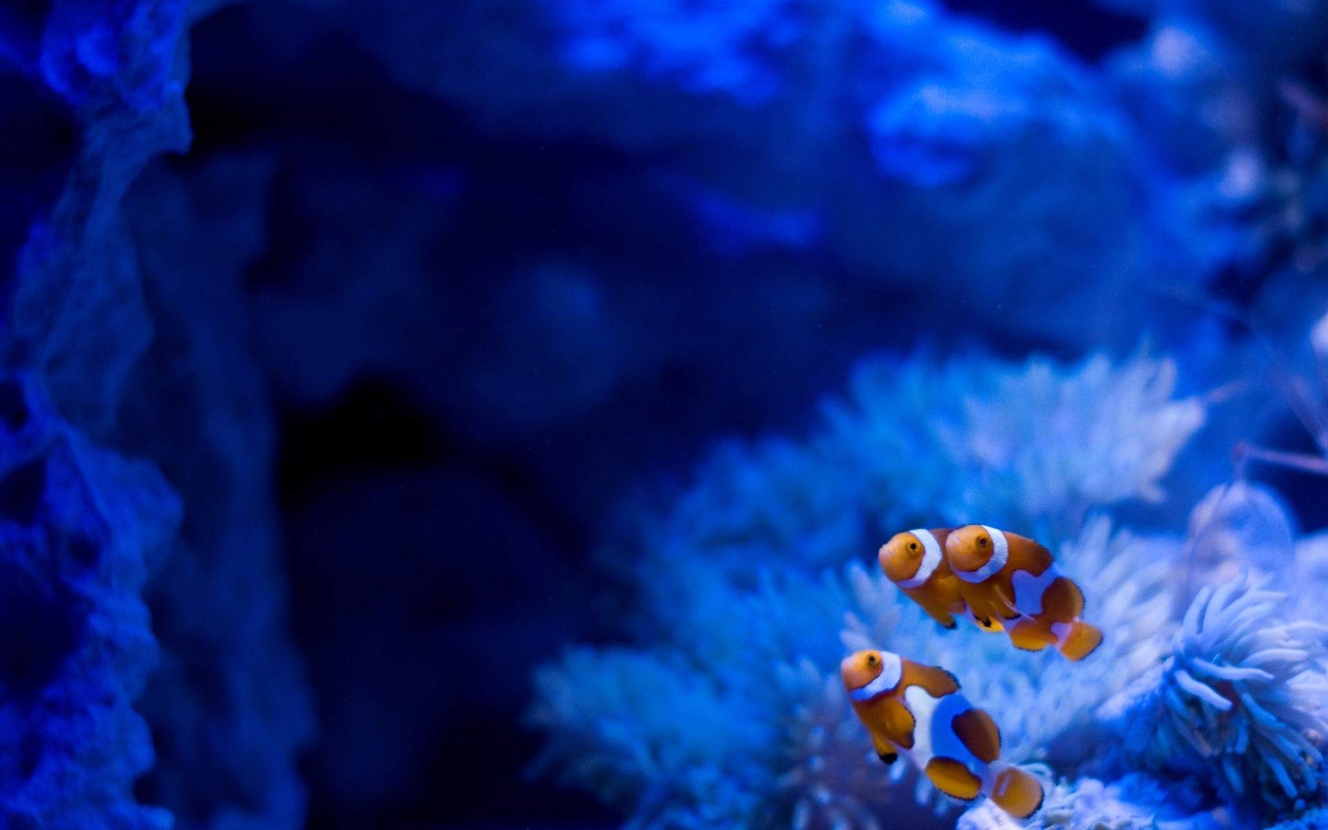 高清美景神秘的海底生物美丽水母图片手机壁纸图片