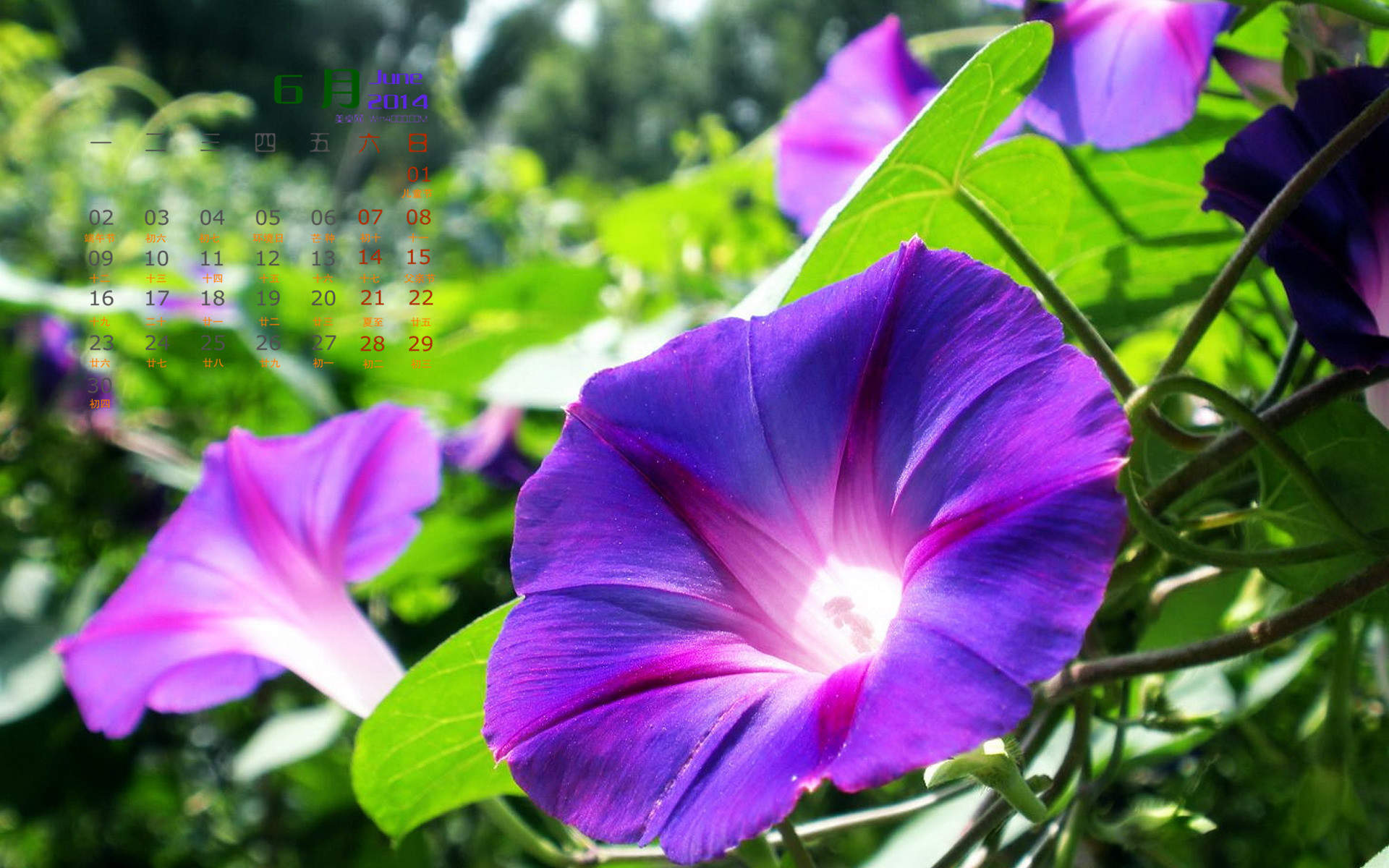 牵牛花图片