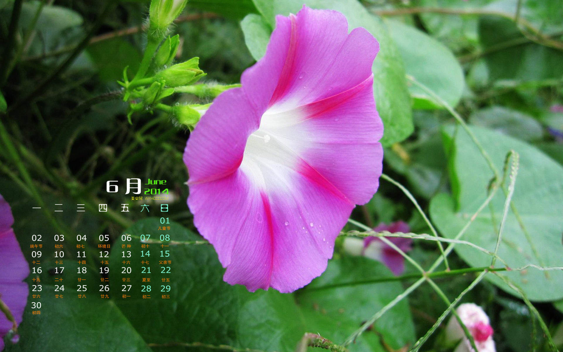 牵牛花图片