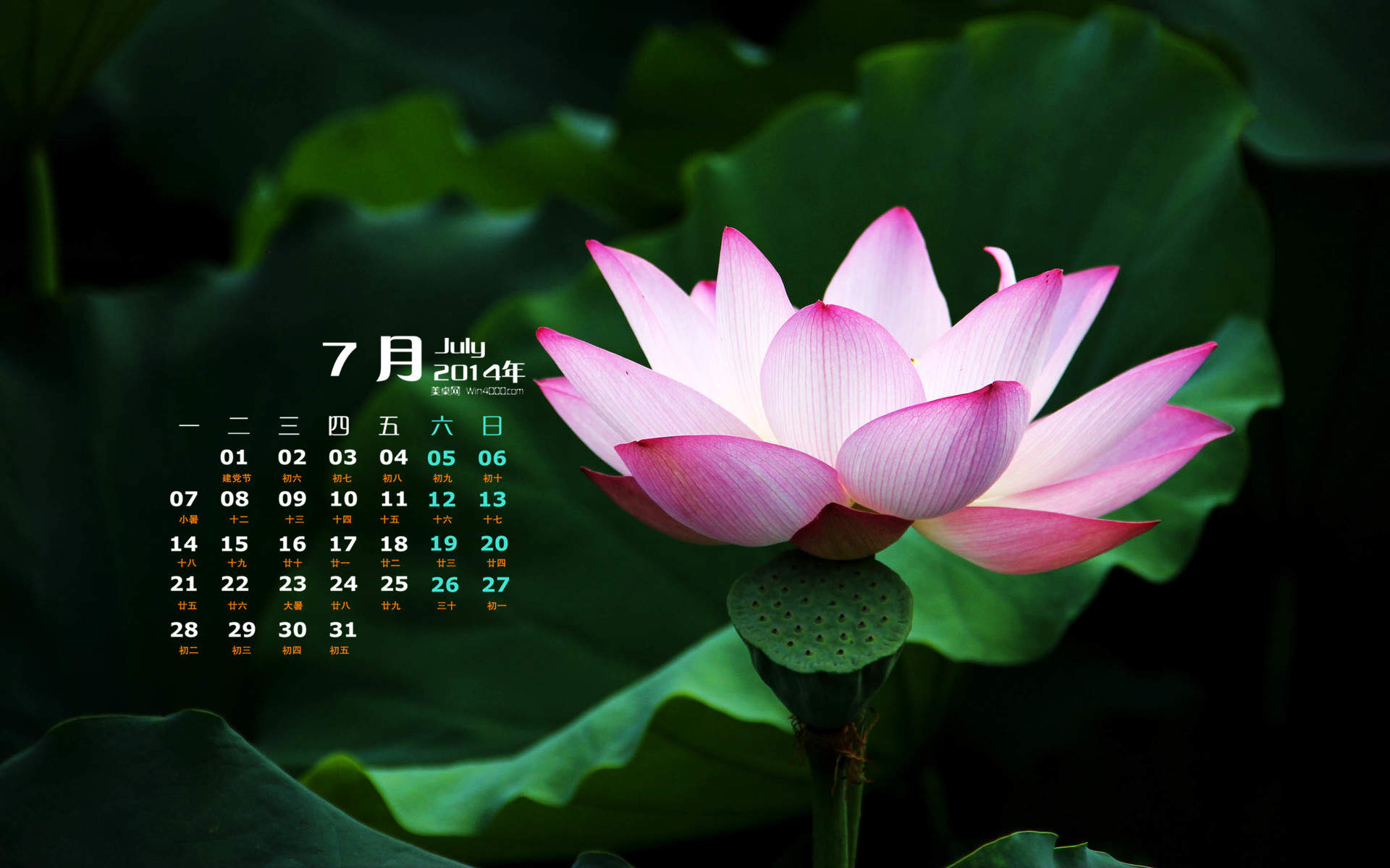 荷花图片图片