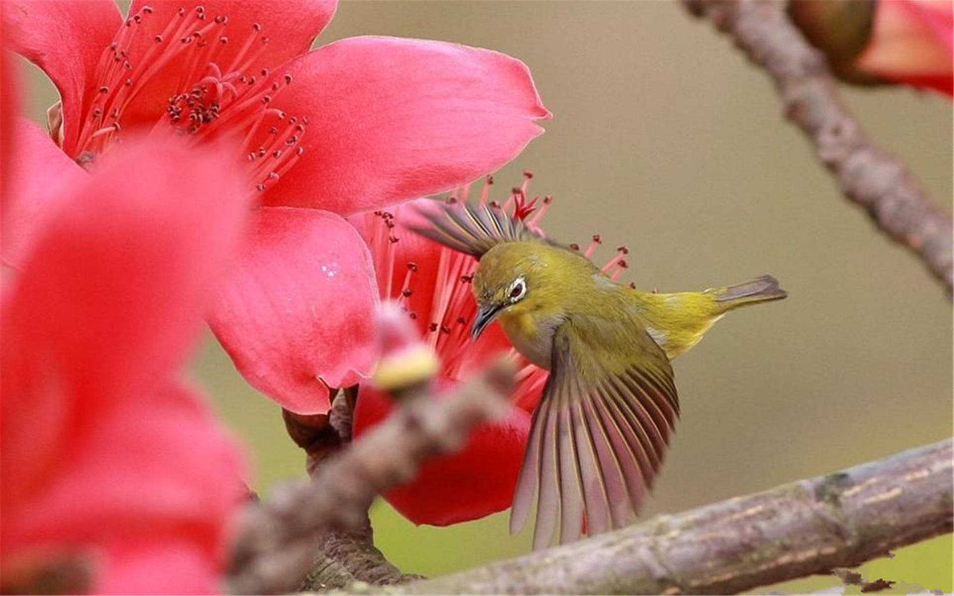 鲜花图片