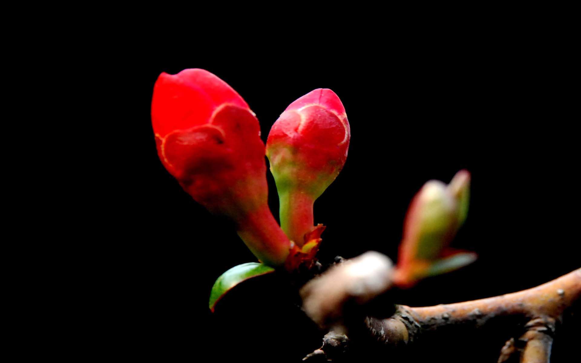 鲜花图片