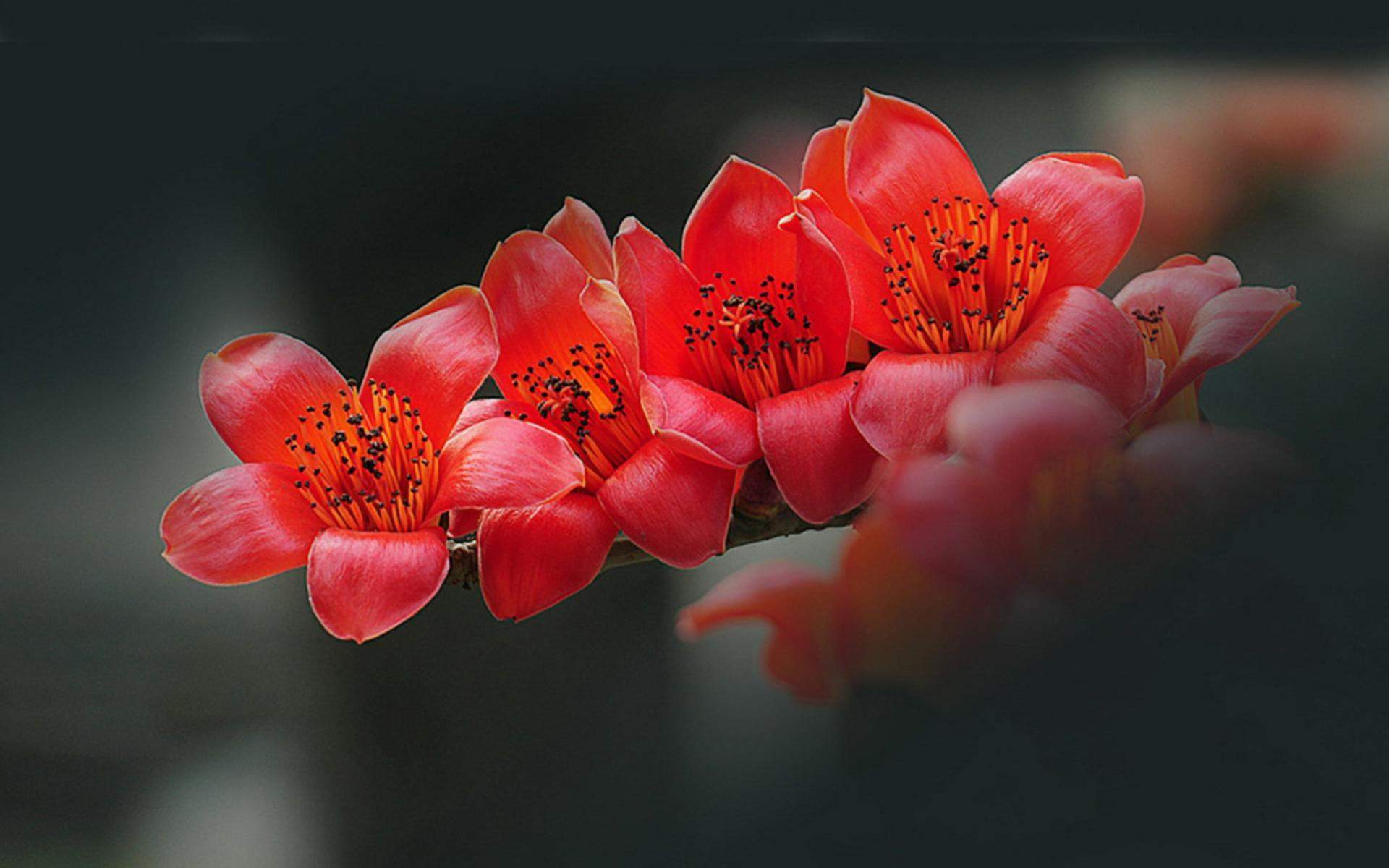 鲜花图片