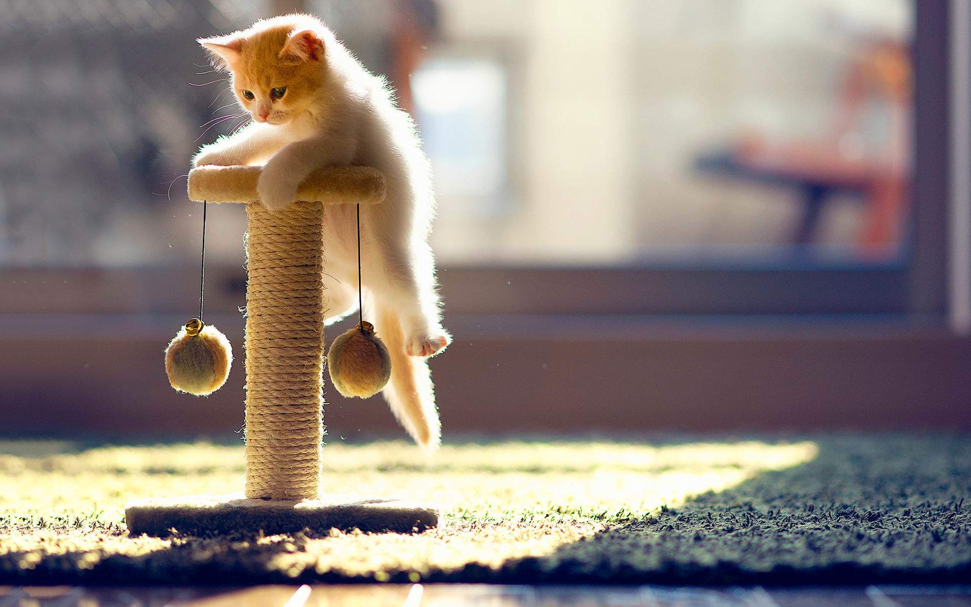 可爱的喵星人灰色苏格兰折耳猫电脑桌面壁纸下载图片