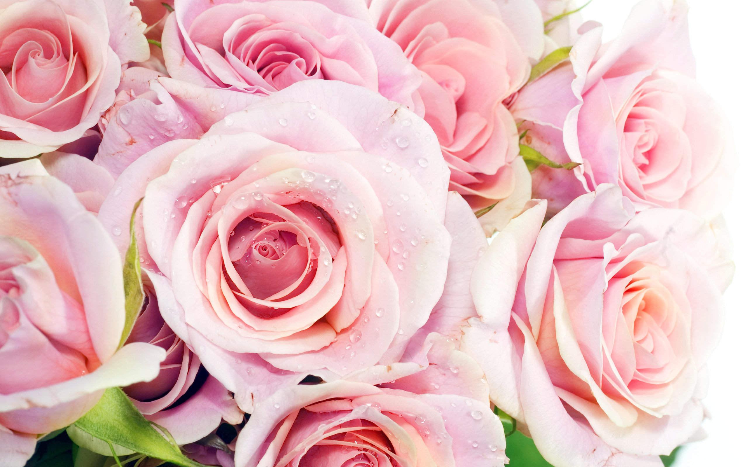 玫瑰花图片