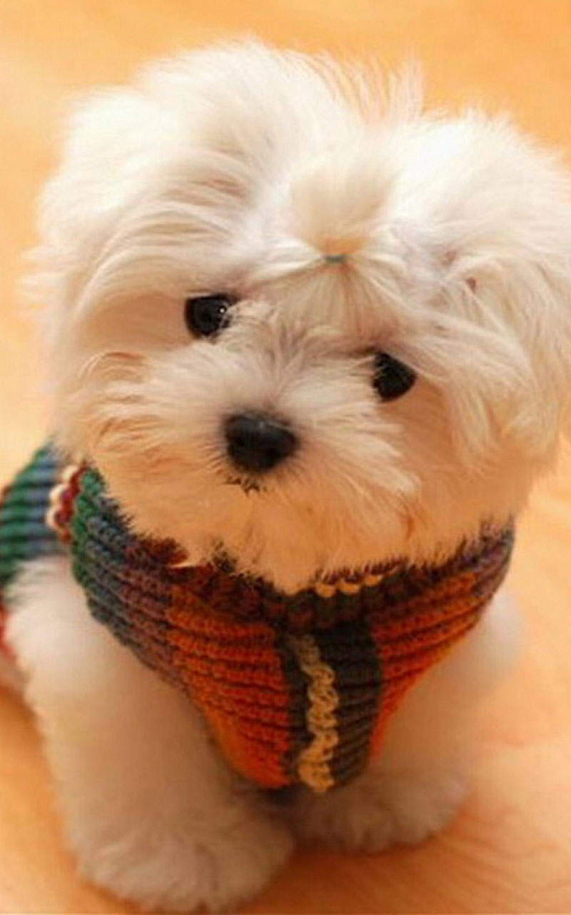 猫鼬动物写真win7高清电脑桌面壁纸下载(二)图片
