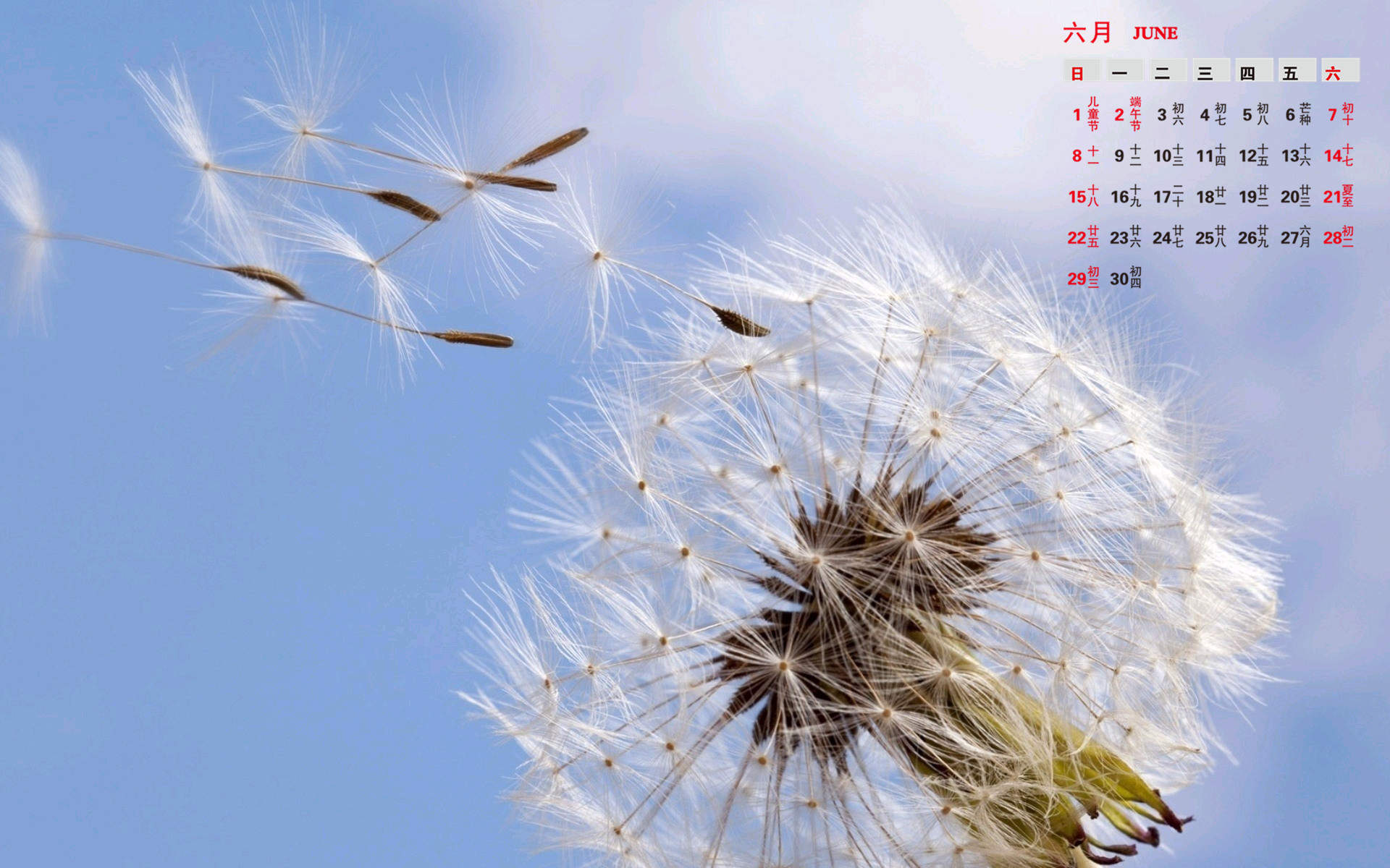 蒲公英图片