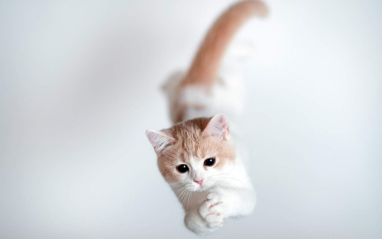 毛茸茸的可爱猫咪图片桌面壁纸图片