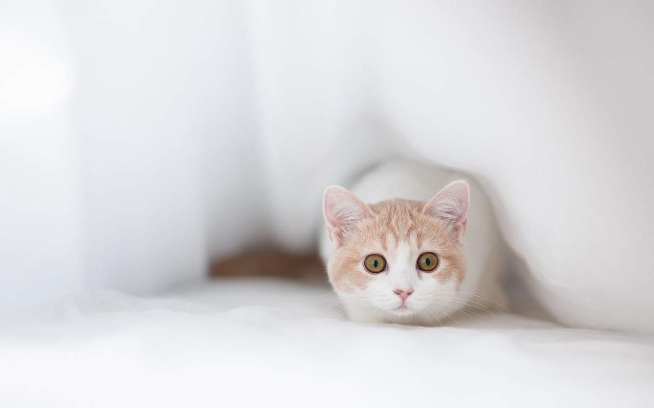 可爱宠物小猫咪呆萌抓拍特写桌面壁纸下载图片
