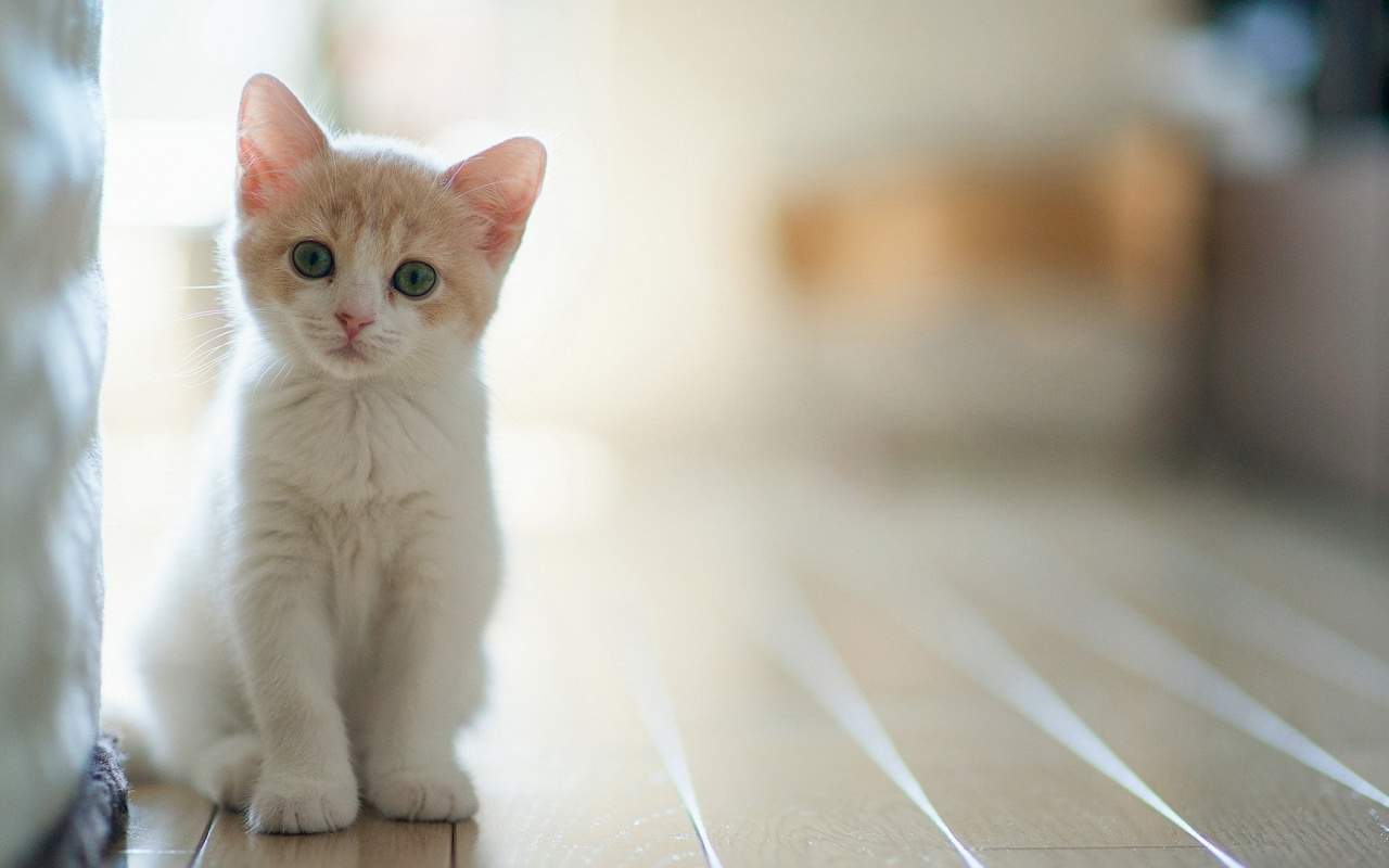 可爱宠物小猫咪呆萌抓拍特写桌面壁纸下载图片