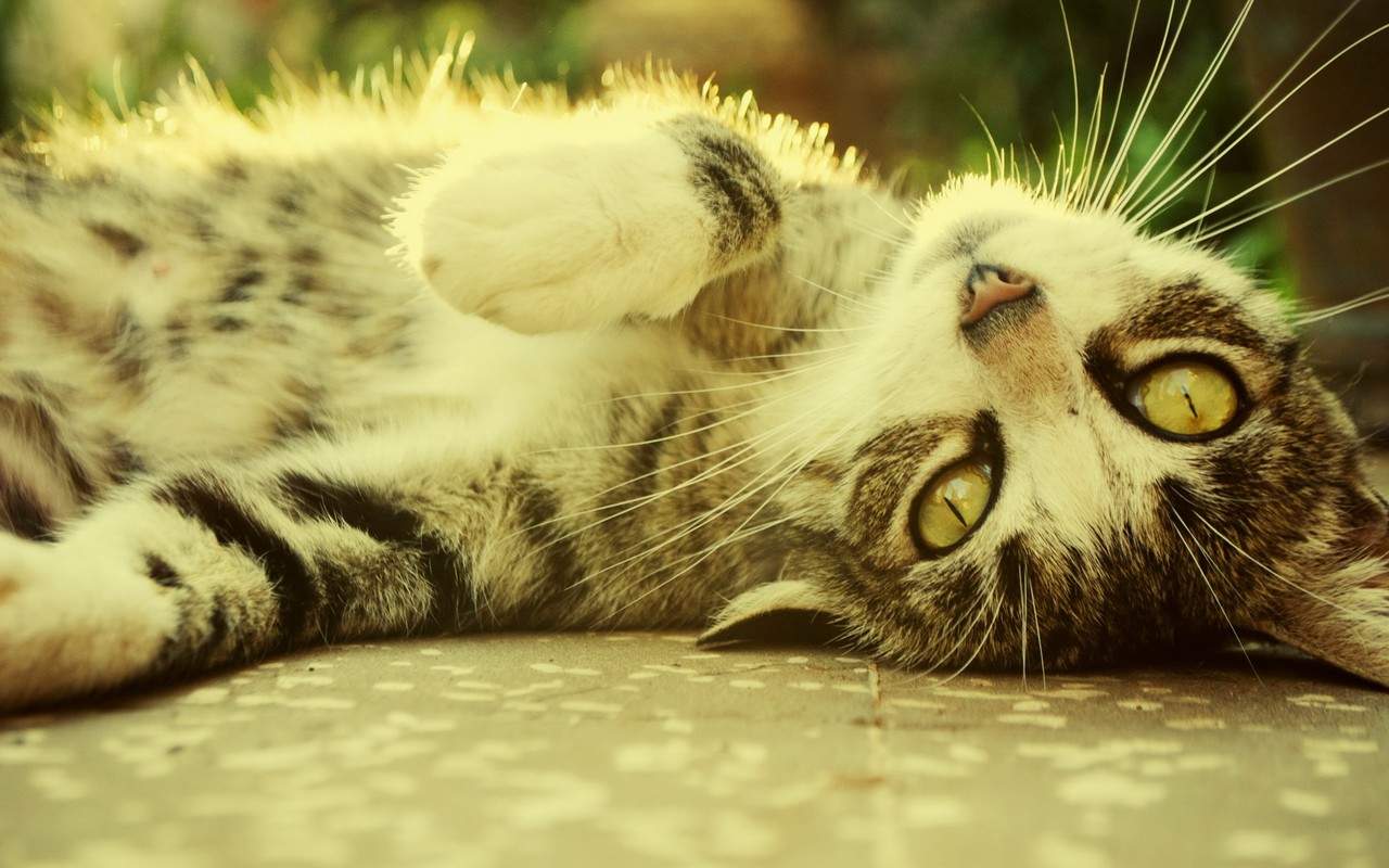 猫咪图片