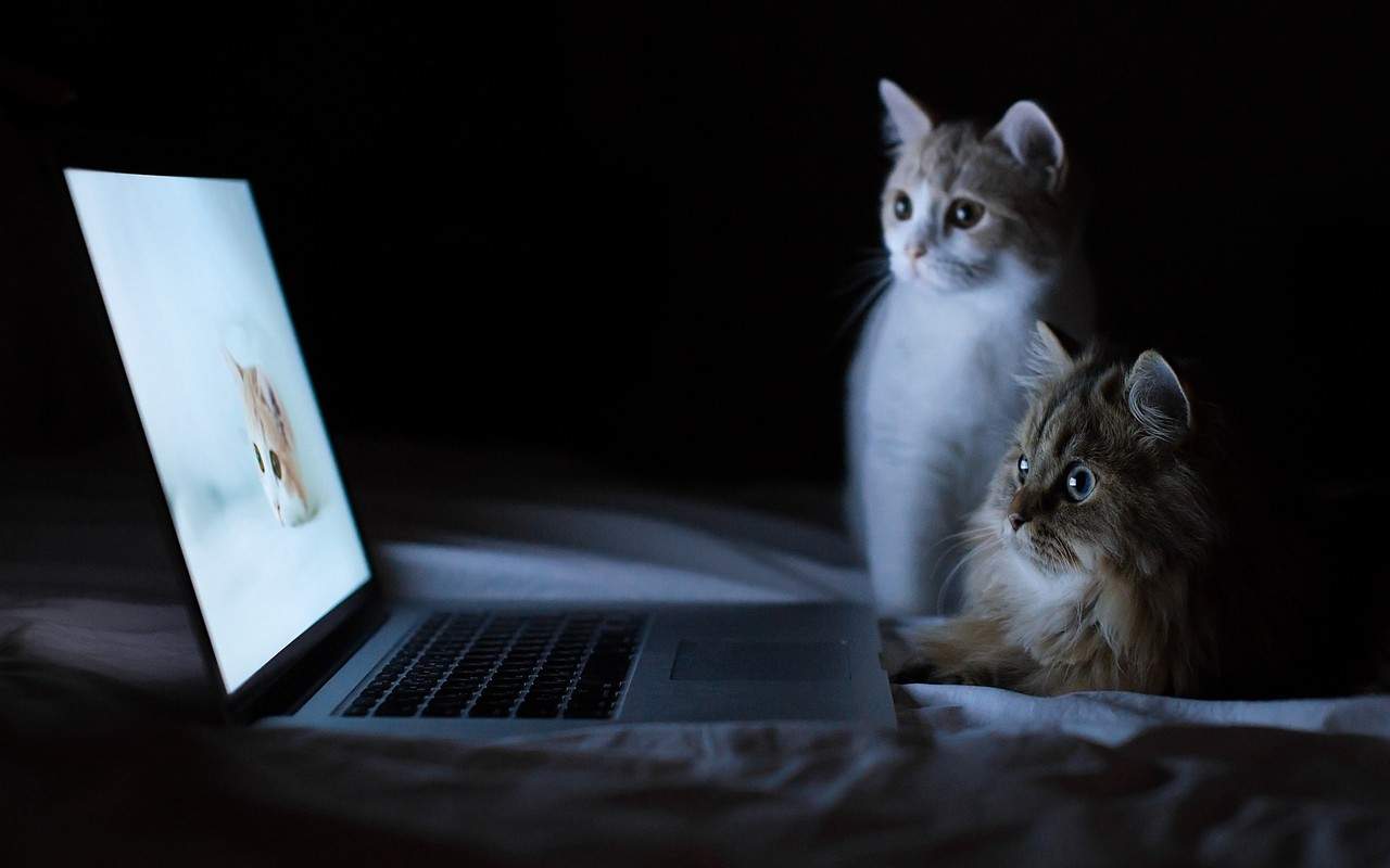 可爱宠物小猫咪呆萌抓拍特写桌面壁纸下载图片