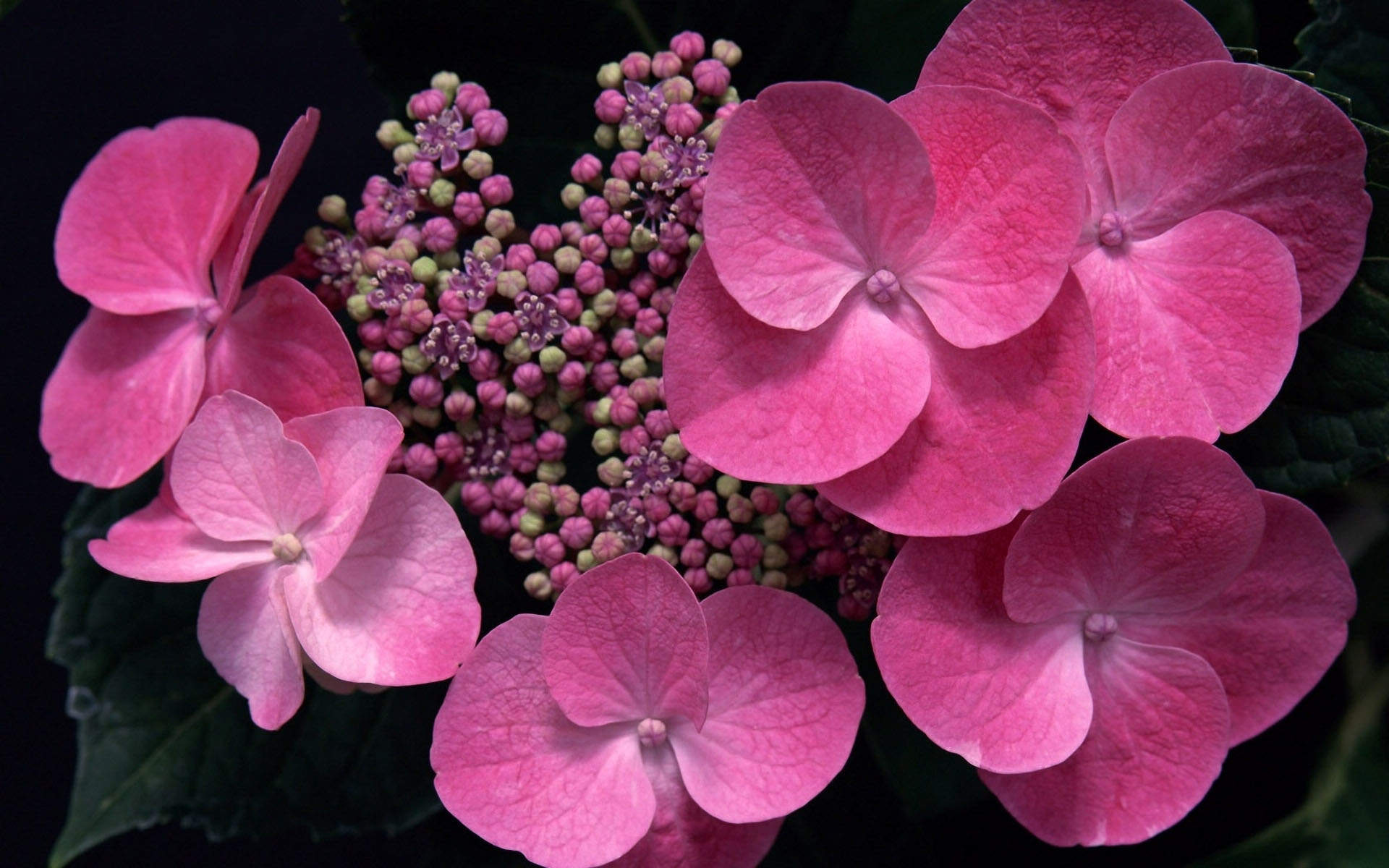鲜花图片