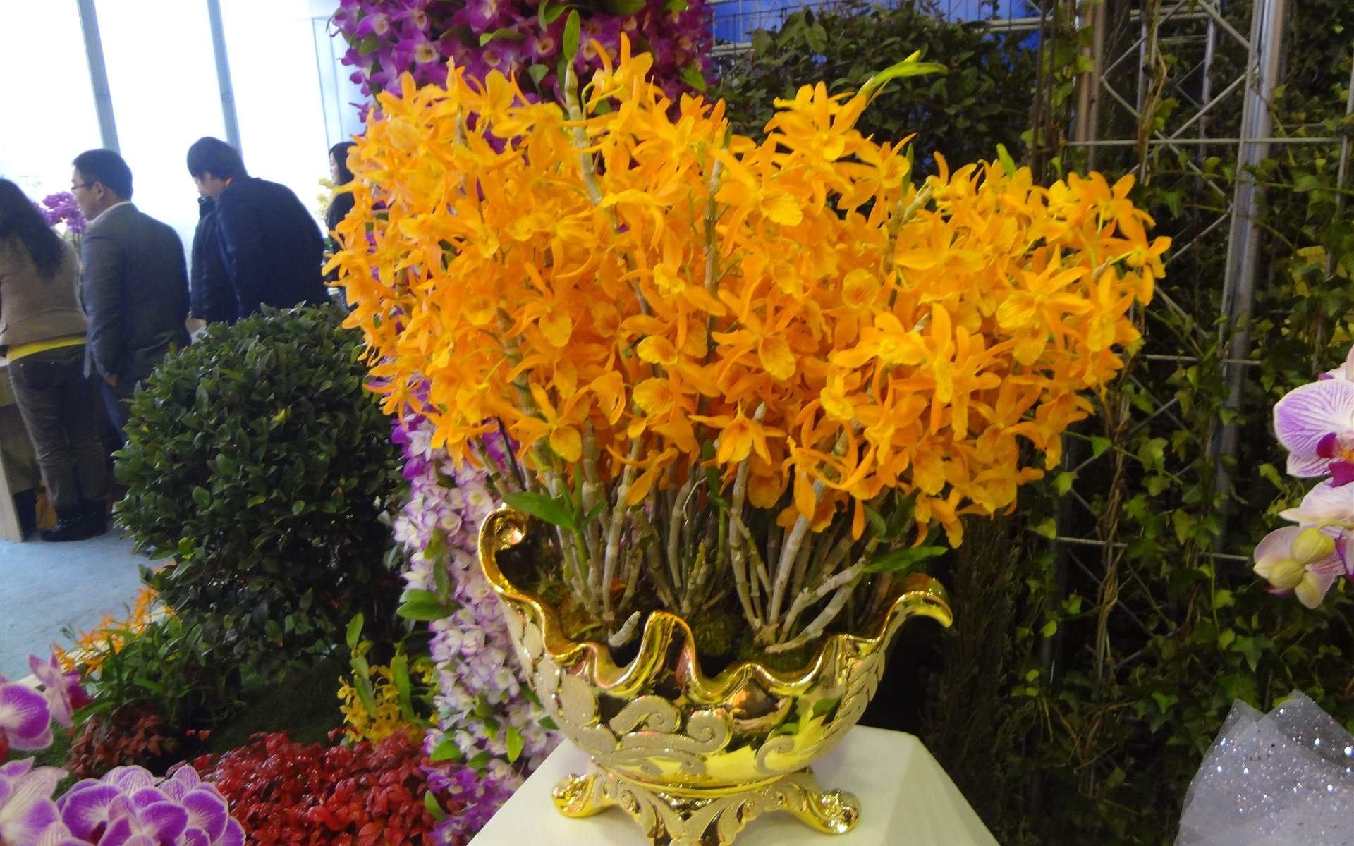 精选兰花高清植物桌面壁纸图片