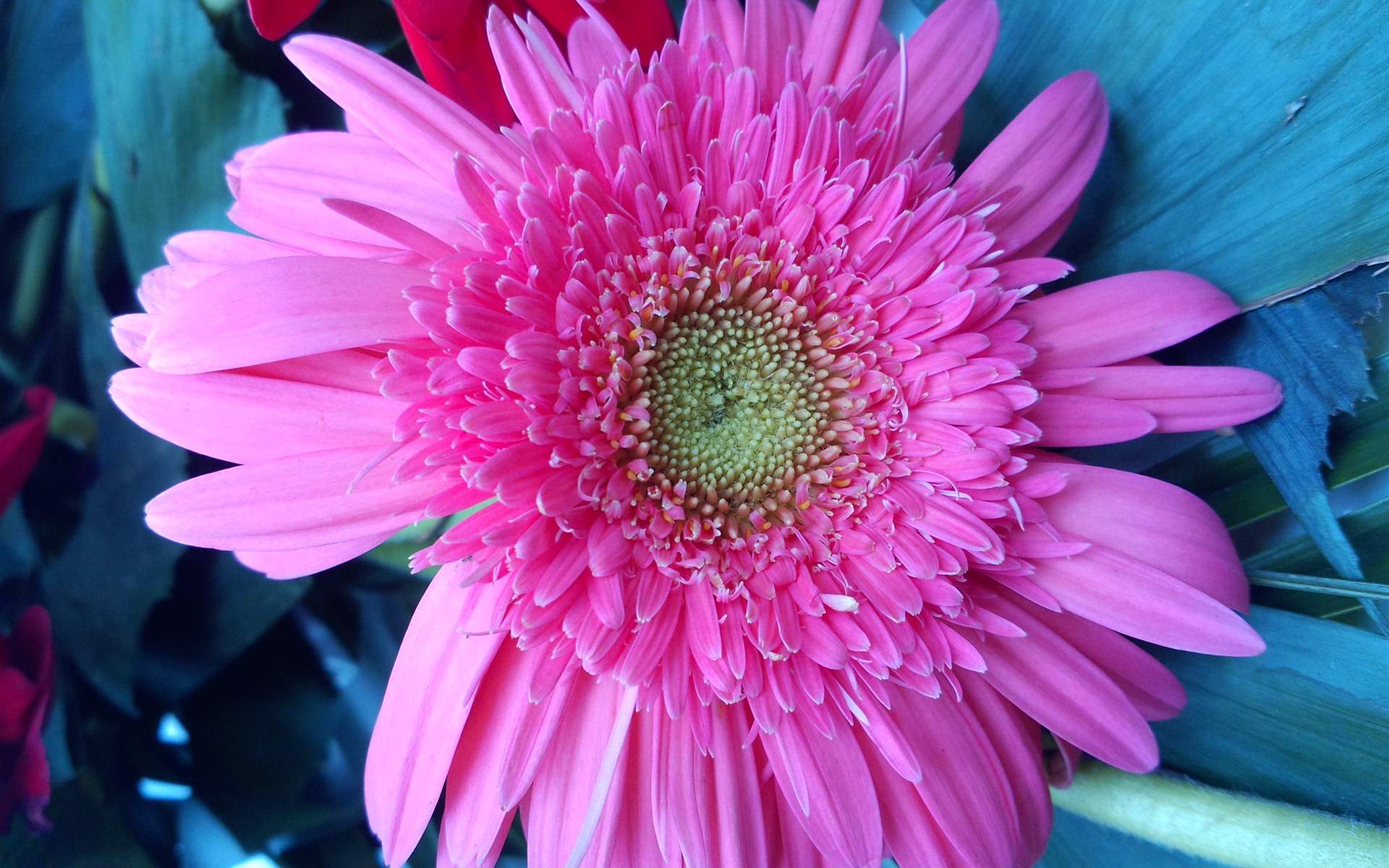 鲜花图片