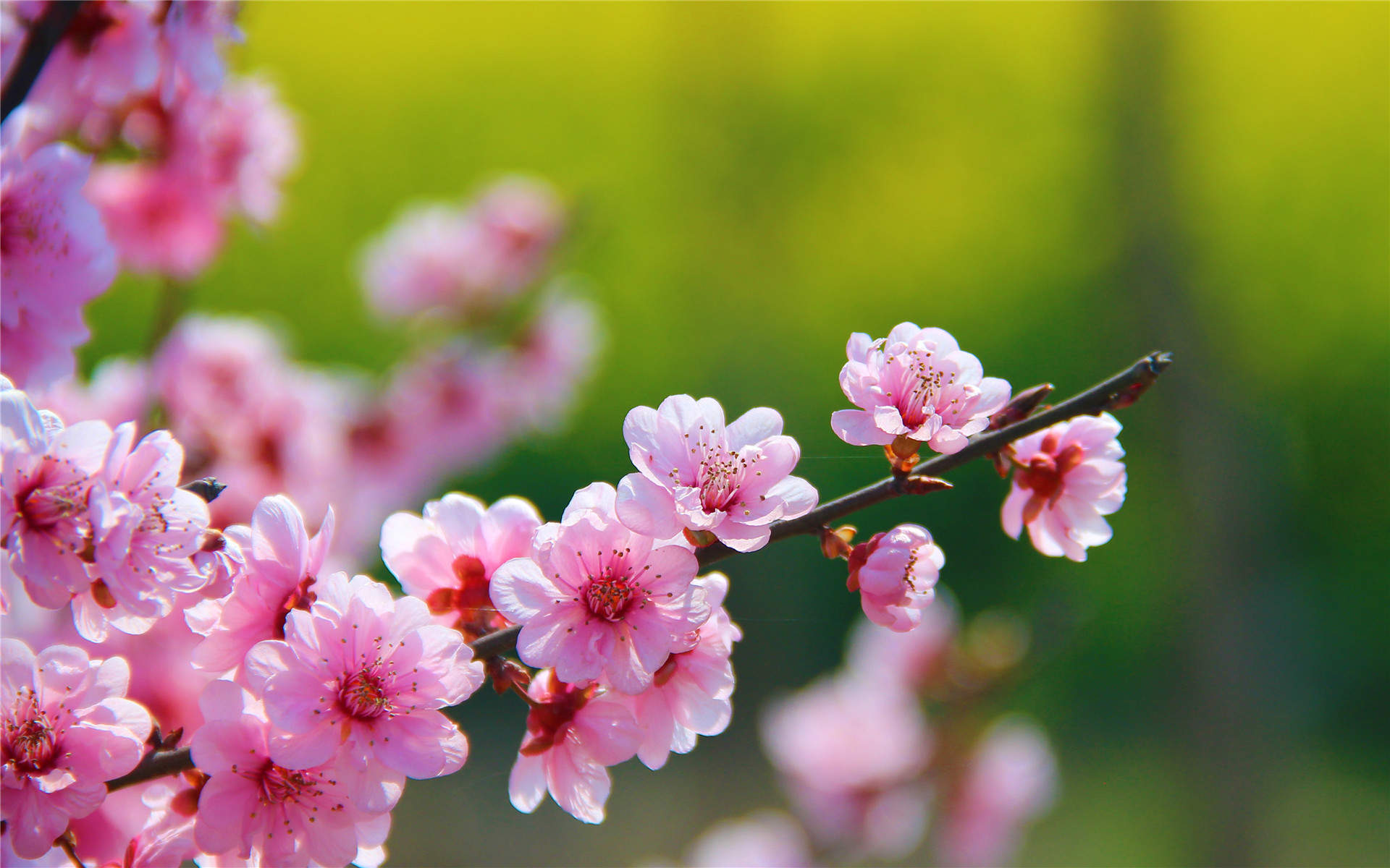 鲜花图片