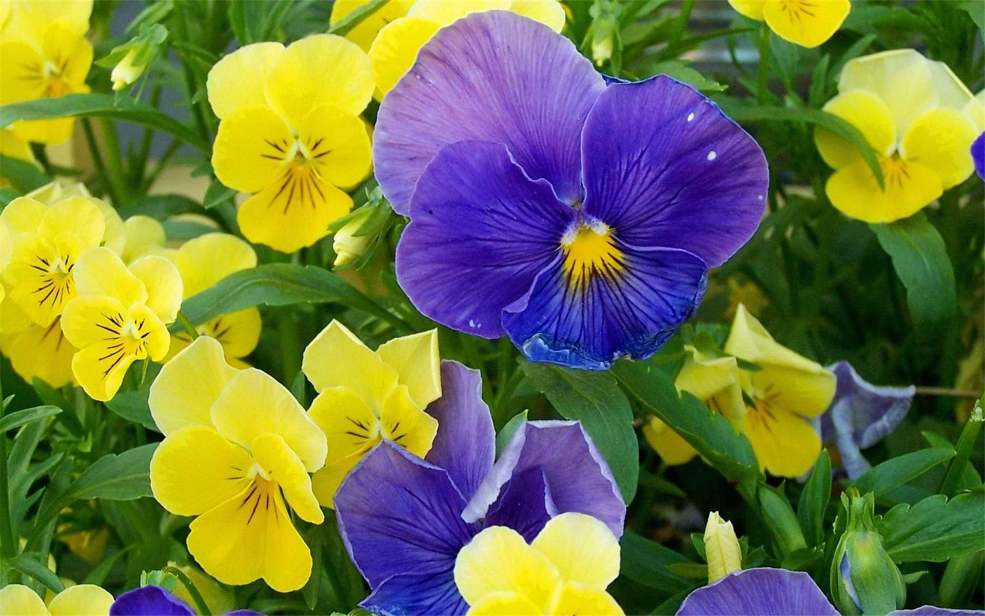 鲜花图片