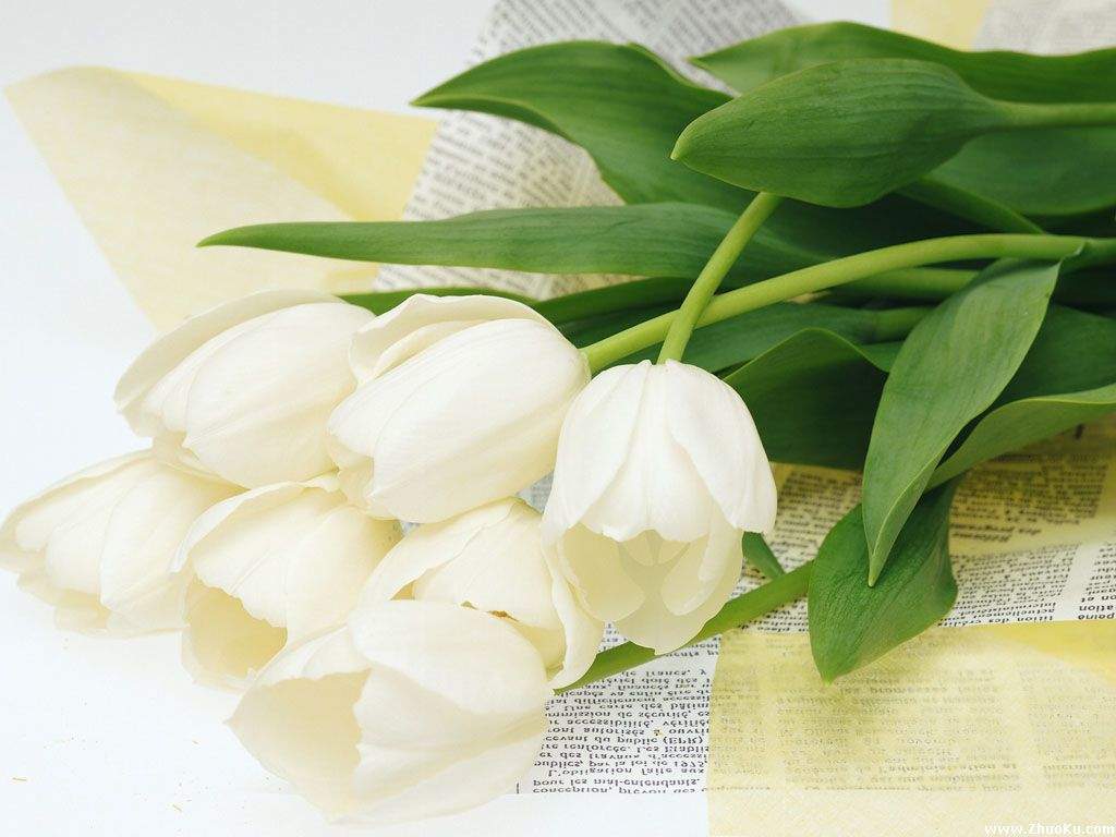 麝香百合花图片  麝香百合图片  麝香百合植物图片图片
