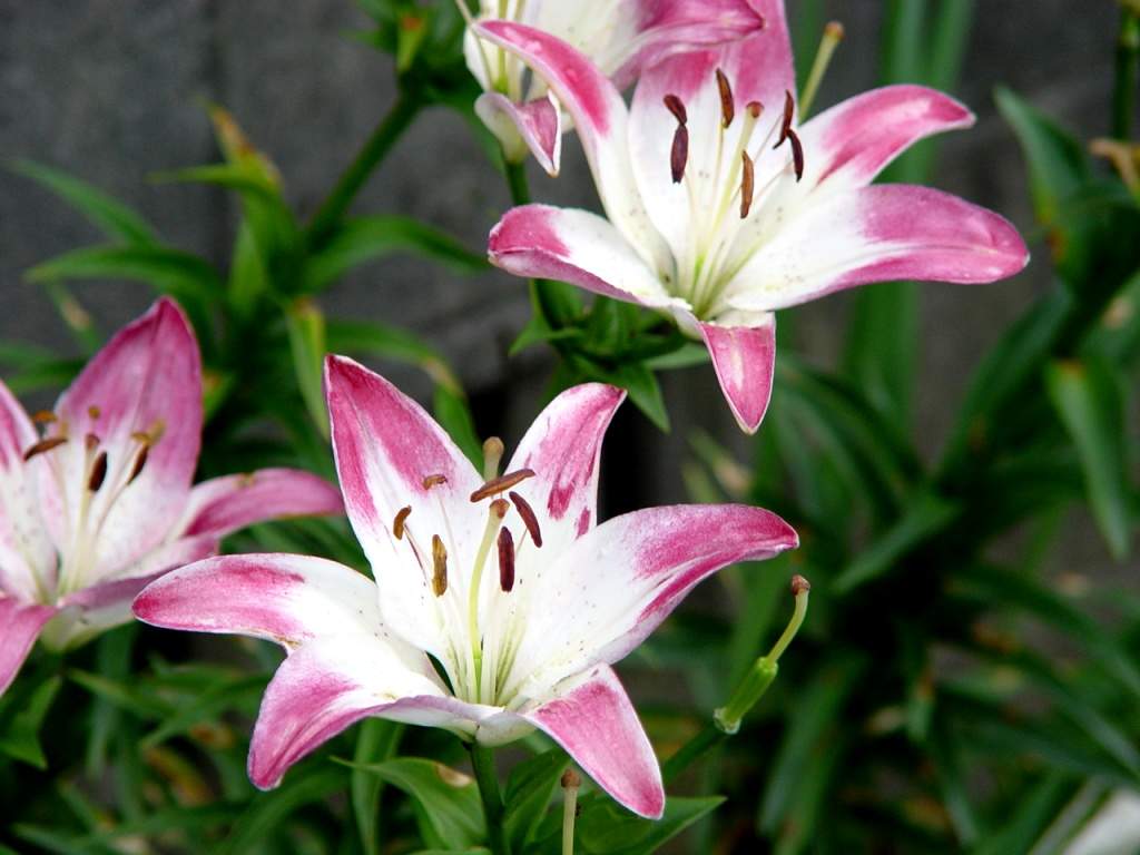 百合花图片