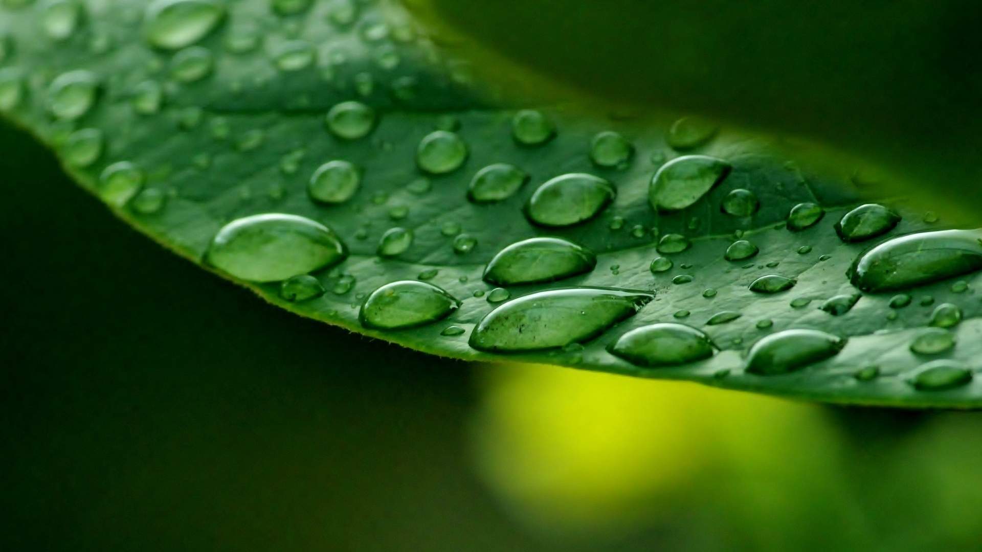 高清雨水水珠2022年6月份日历桌面壁纸护眼绿色水滴图片