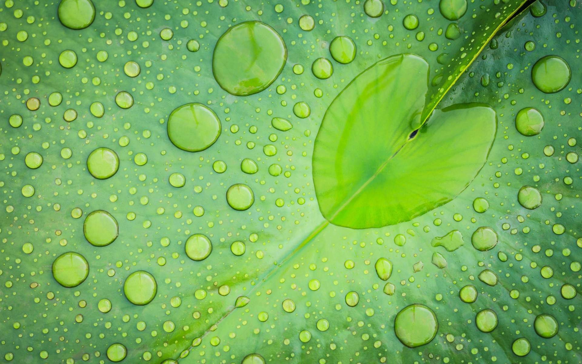 高清雨水水滴精选绿叶水滴绿色护眼桌面壁纸下载第一辑图片