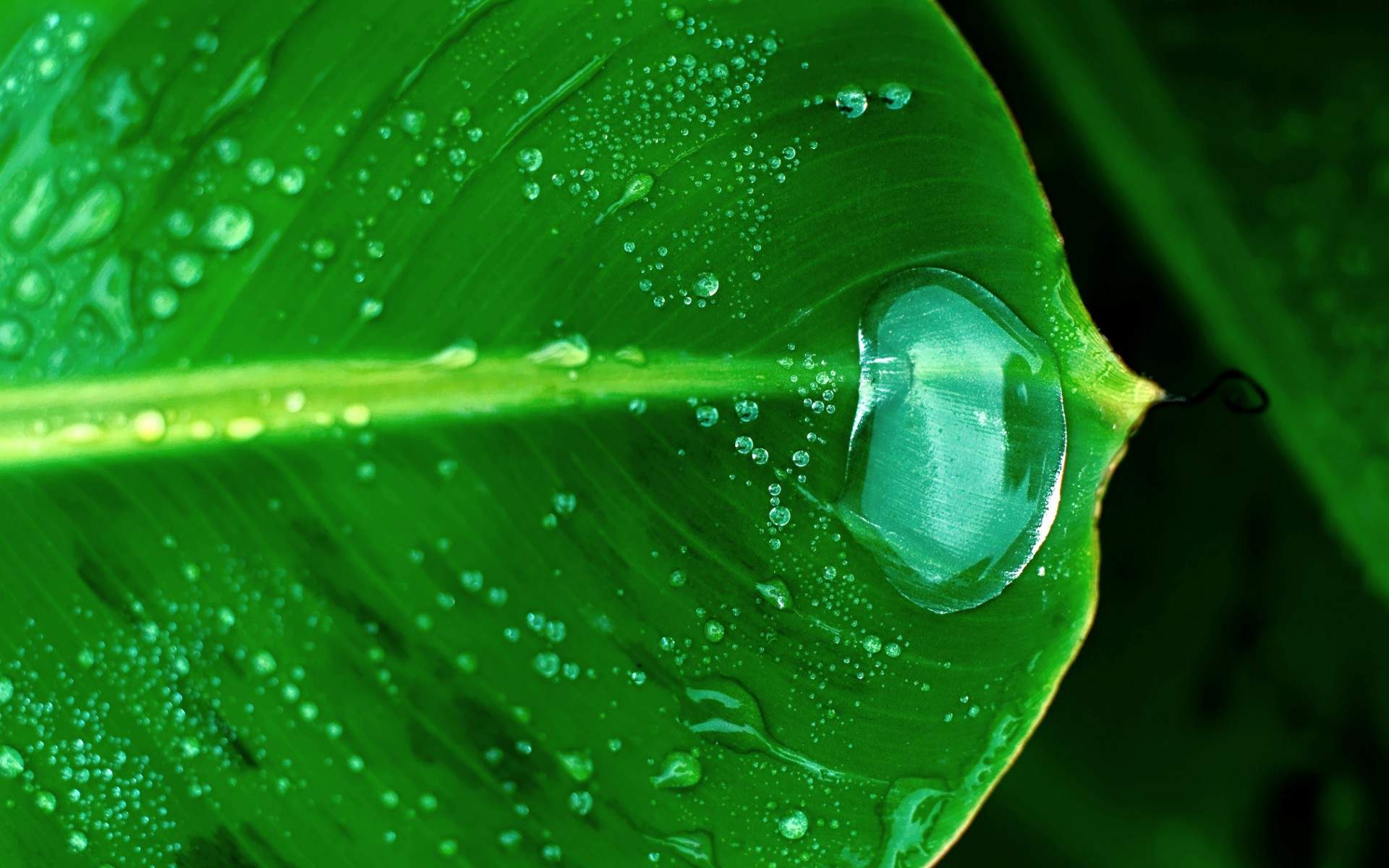 高清雨水水滴精选绿叶水滴绿色护眼桌面壁纸下载第一辑图片