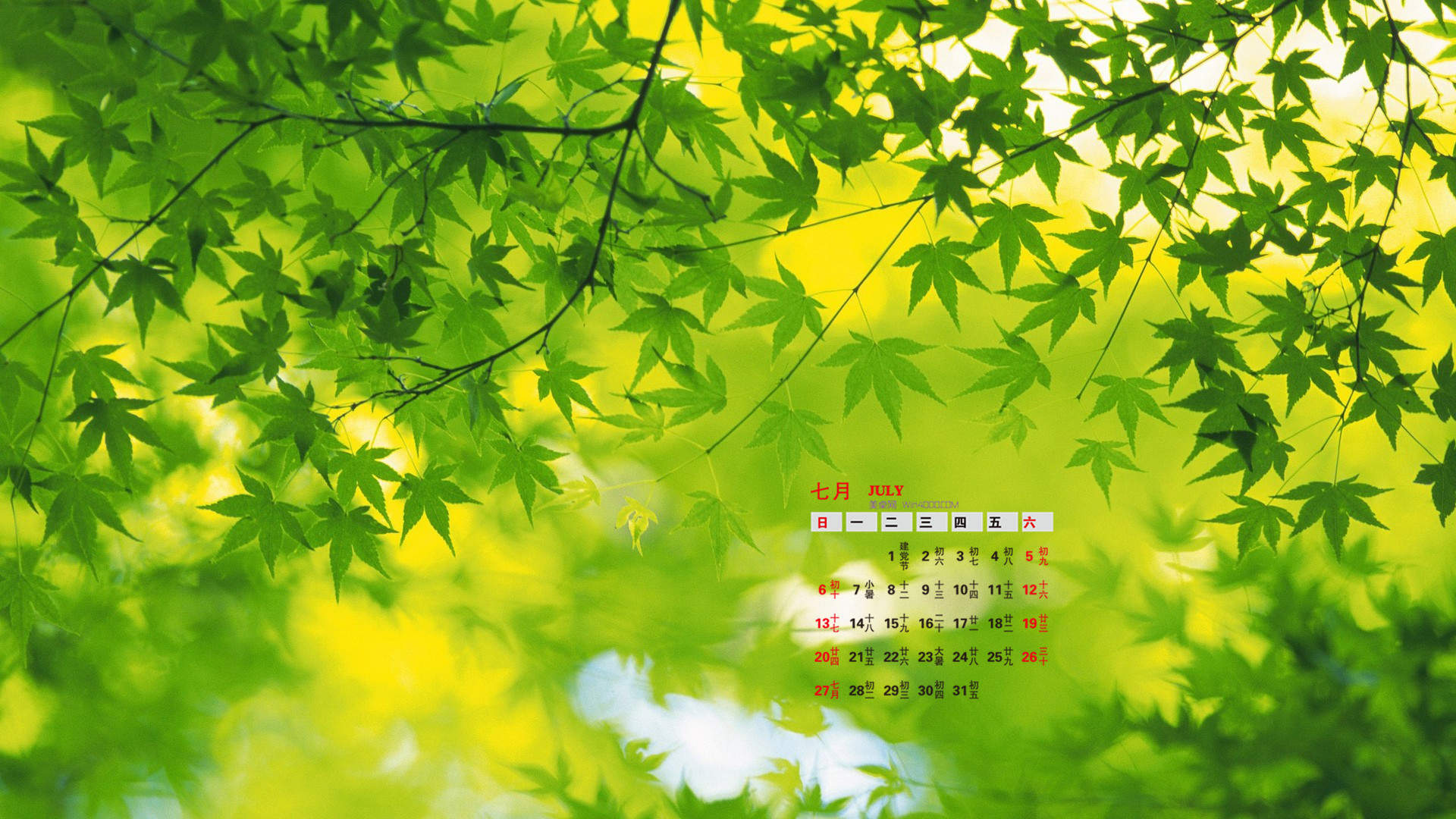 树木图片