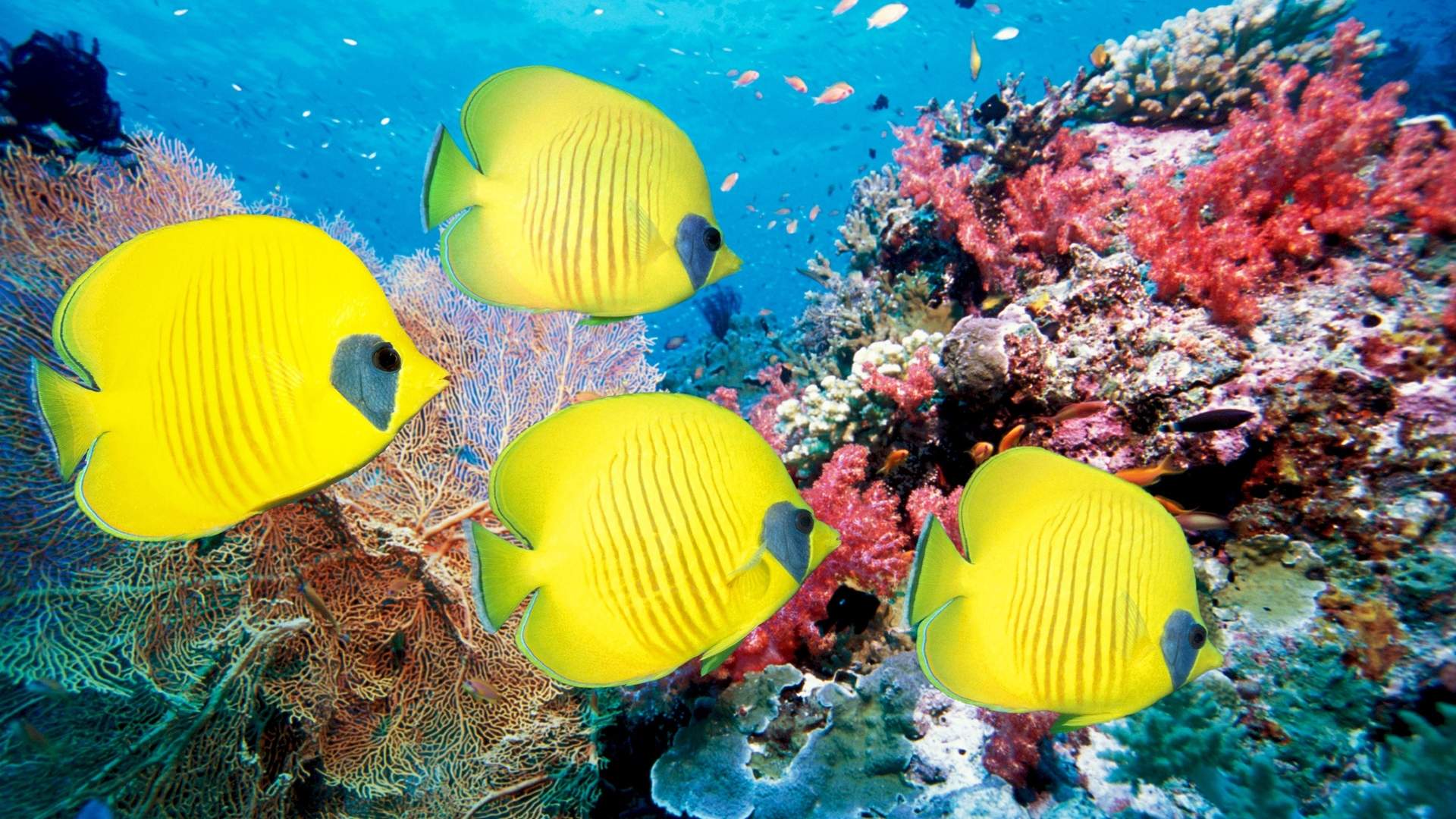 高清美景神秘的海底生物美丽水母图片手机壁纸图片