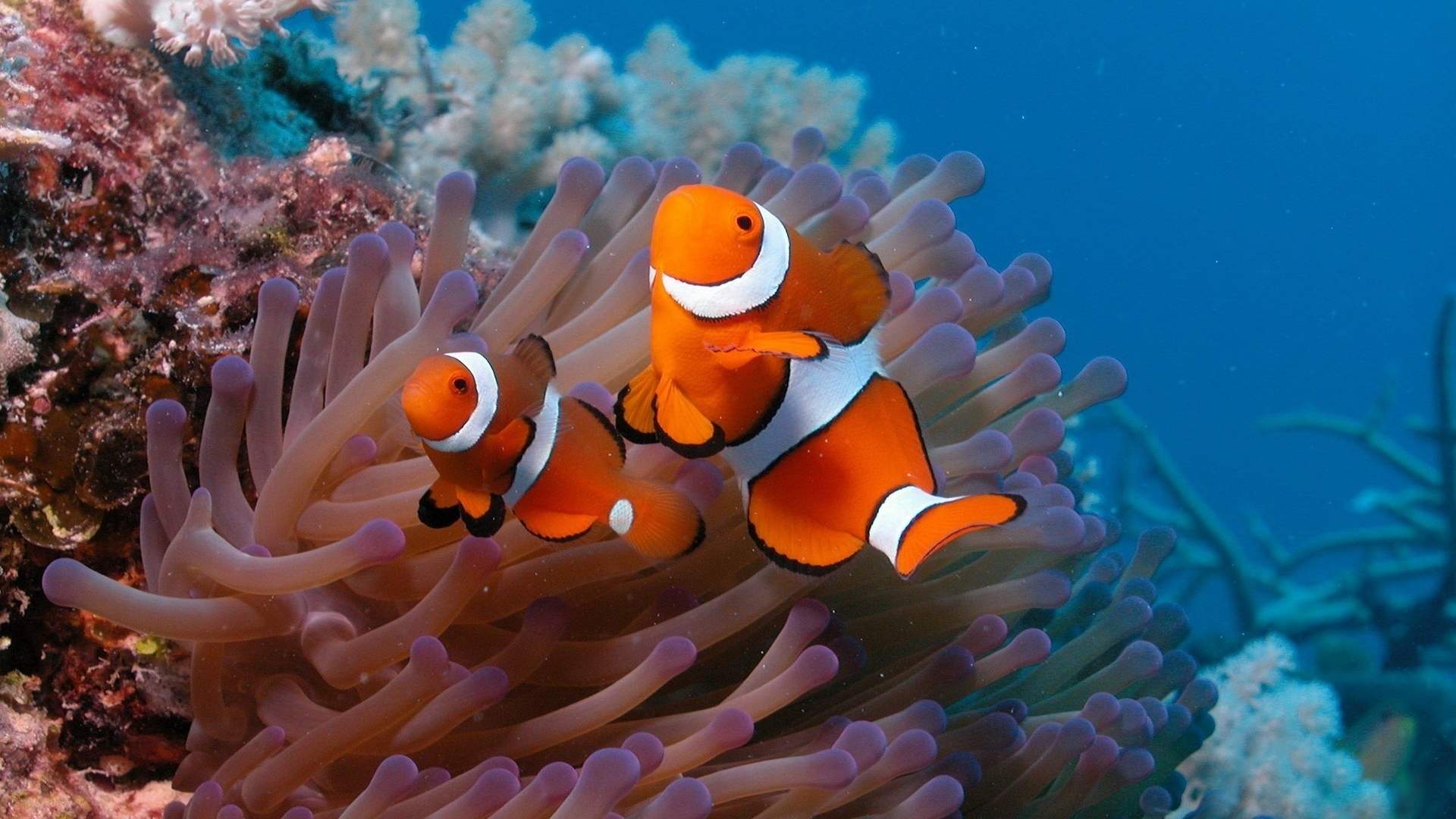 高清美景神秘的海底生物美丽水母图片手机壁纸图片