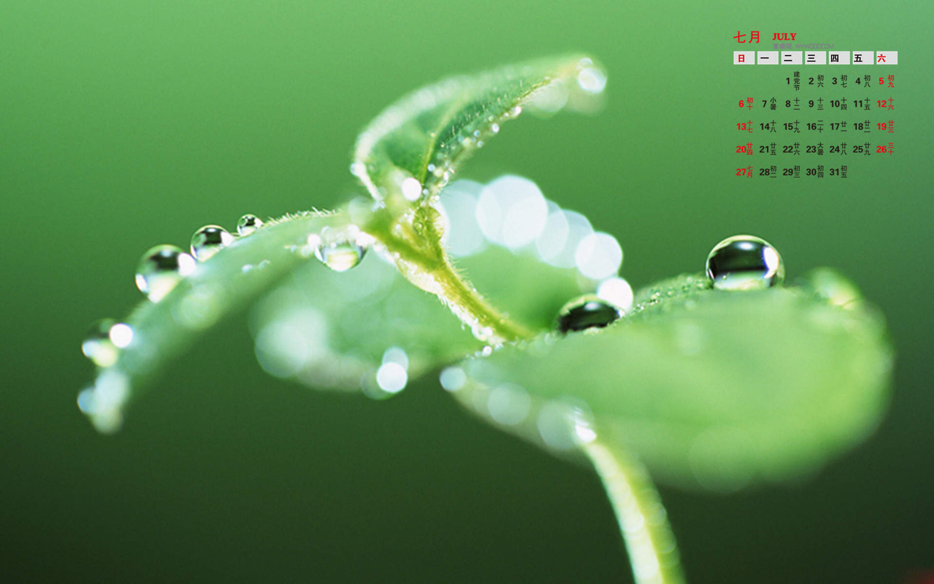高清雨水水滴精选绿叶水滴绿色护眼桌面壁纸下载第一辑图片