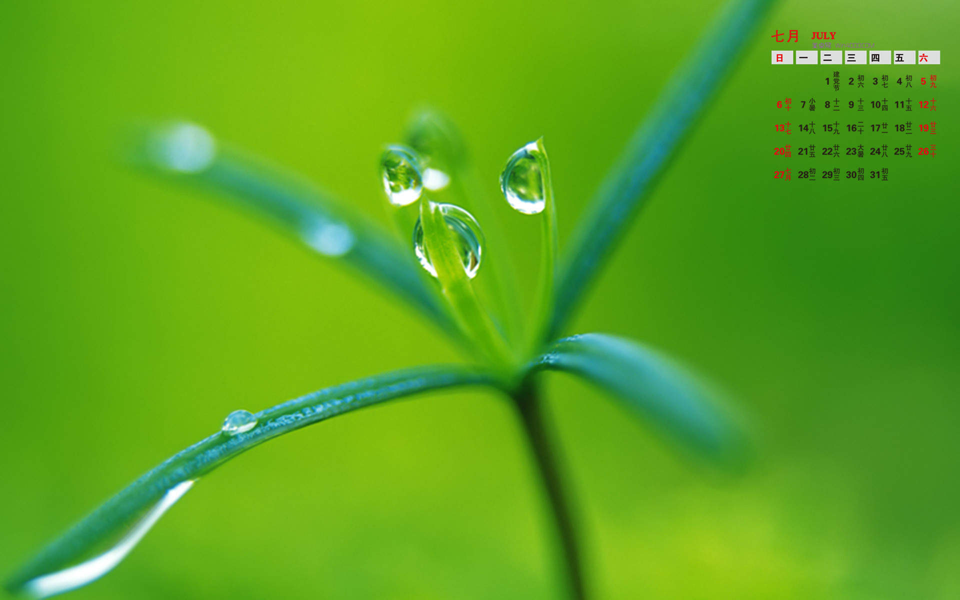 高清雨水清新护眼绿色水滴露珠高清桌面壁纸图片