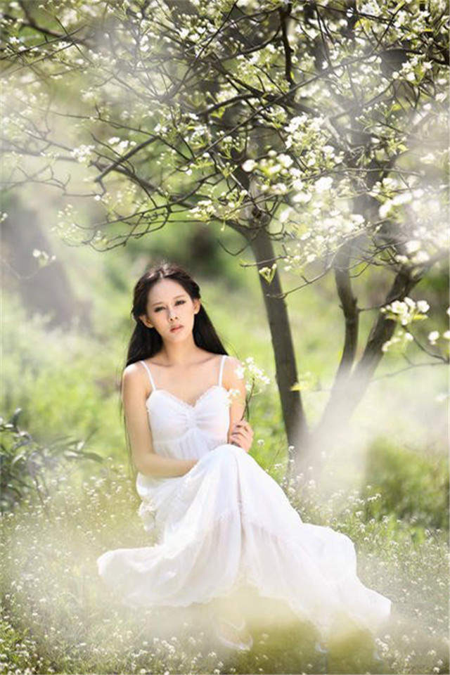 梨花图片图片