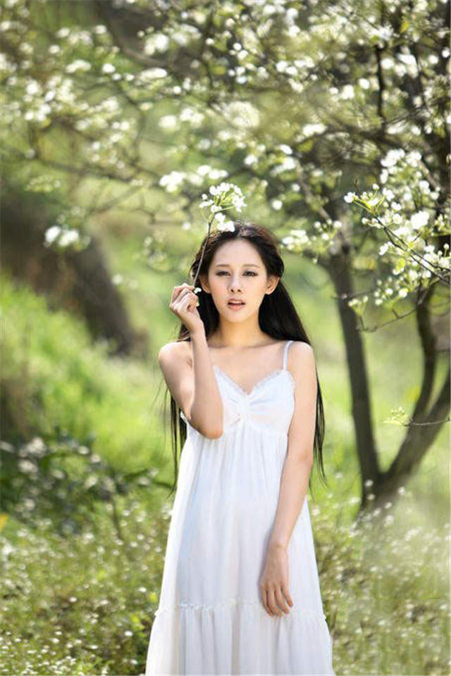 梨花图片图片