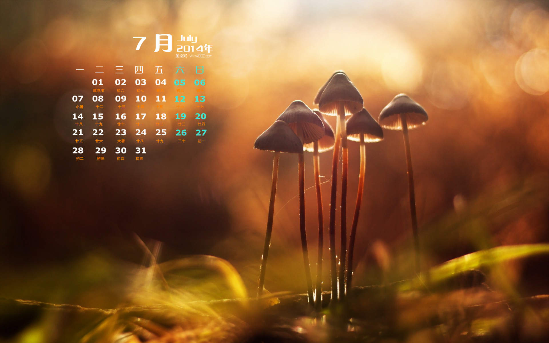 2014年7月日历壁纸唯美意境逆光森林绿色护眼图片