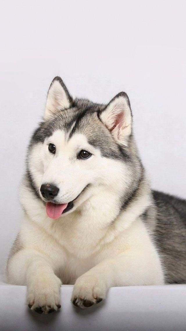 狗图片图片