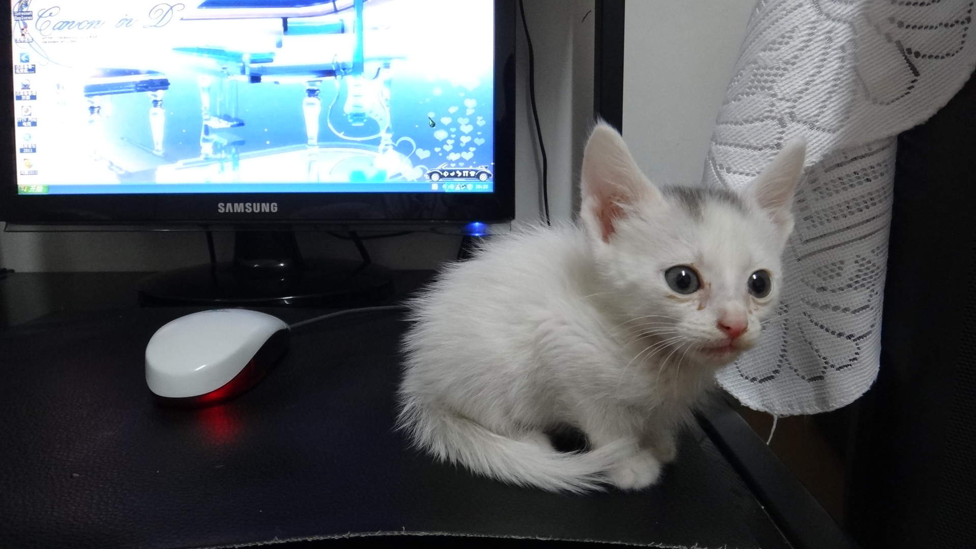 精选超萌可爱的小猫咪图片电脑桌面壁纸高清图片