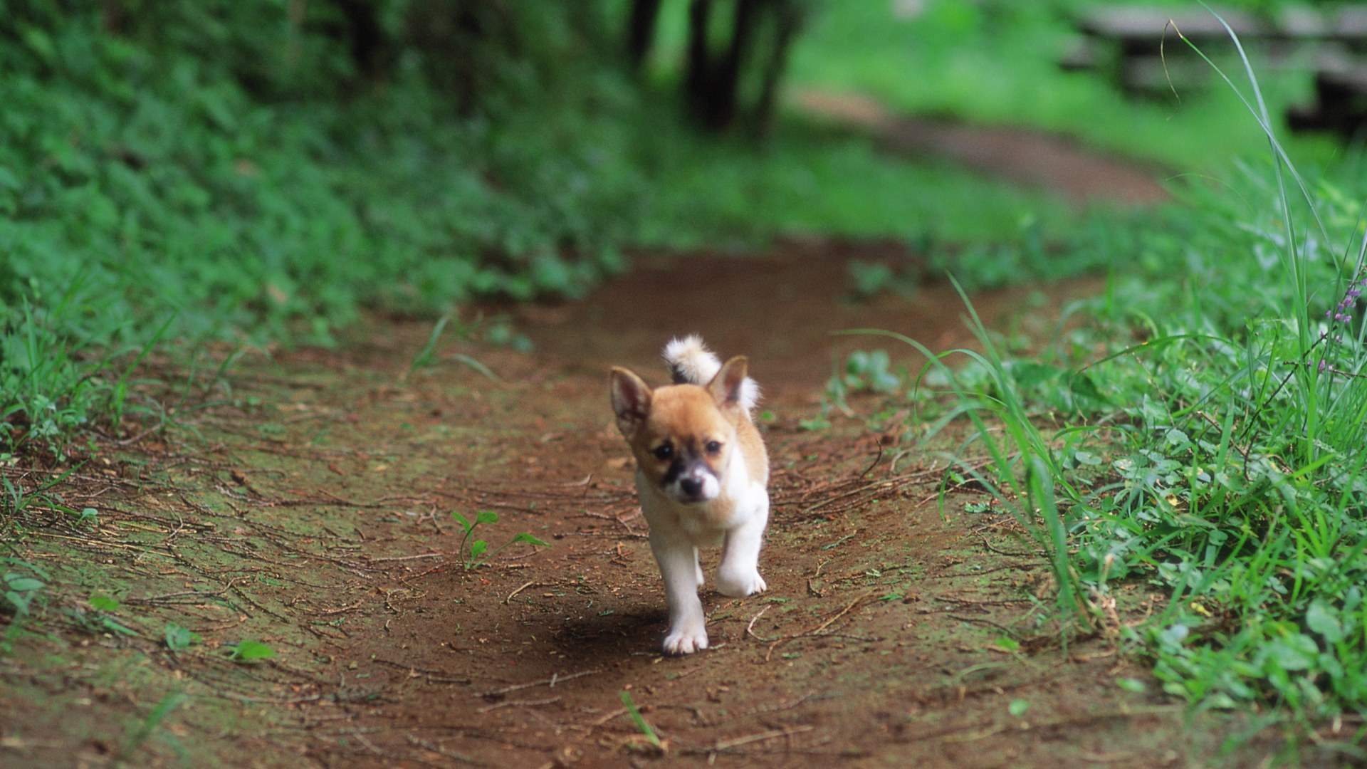 拉布拉多猎犬可爱小狗图片高清桌面壁纸图片
