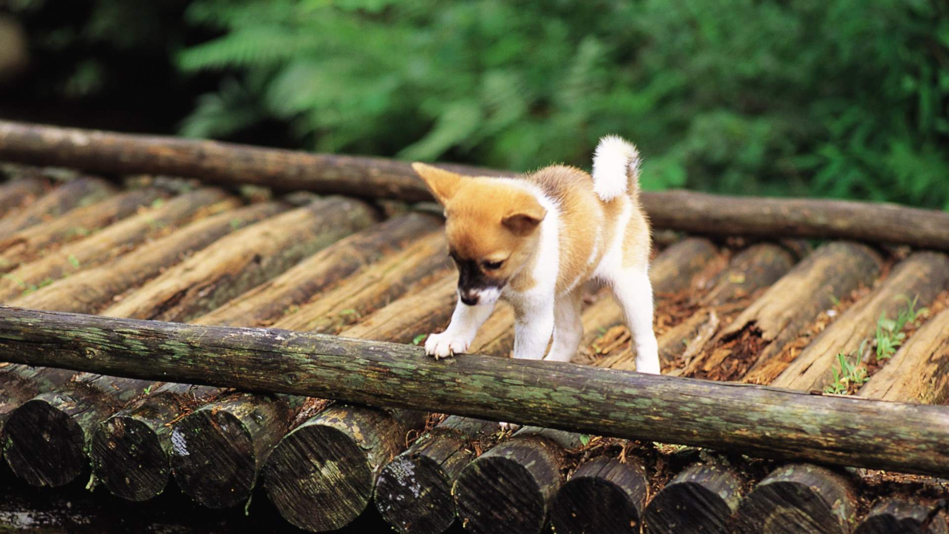 拉布拉多猎犬可爱小狗图片高清桌面壁纸图片